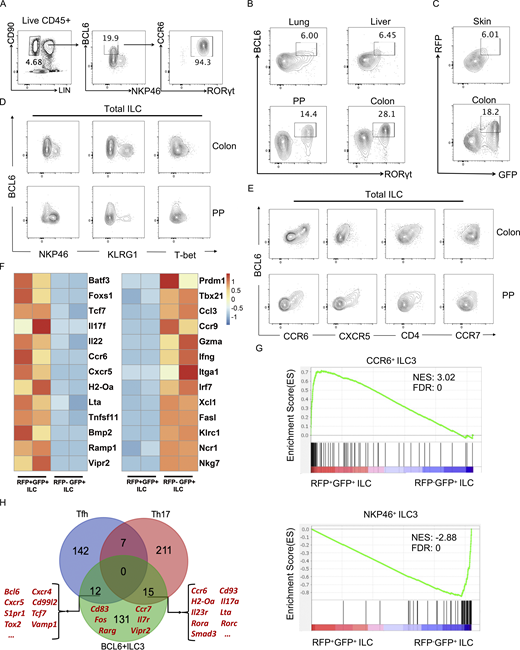 BCL6 is expressed in ILC3 in multiple tissues. (A) Gating strategy for ILC in colon LPLs from B6 mice. Total ILC were gated on Lin−CD90+CD45+ live cells, in which a group of BCL6+NKP46− population was further gated and analyzed for CCR6 and RORγt expression by flow cytometry. (B) BCL6 and RORγt expression in total ILC isolated from B6 mice among indicated tissues at steady state. (C) BCL6 and RORγt expression in total ILC isolated from Bcl6RFP/RFPRorcGFP/+ mice among indicated tissues at steady state. (D) Co-staining of BCL6 versus NKP46, KLRG1, and T-bet in total ILCs isolated from the colon LP and PP of B6 mice. (E) Co-staining of BCL6 versus CCR6, CXCR5, CD4, and CCR7 in total ILCs isolated from the colon LP and PP of B6 mice. (F) Heat map of RNA-seq data for selected key signature genes of CCR6+ ILC3 (Schleussner et al., 2018; Talbot et al., 2020; Zhong et al., 2016; Zhong et al., 2018) and NKP46+ ILC3 (Gury-BenAri et al., 2016) in RFP+GFP+ vs. RFP−GFP+ ILCs obtained from the LPLs of Bcl6RFP/RFPRorcGFP/+ mice. The processed RNA-seq data was listed in Table S1, and raw data are available through GSE220438 on GEO DataSets. (G) GSEA analysis of literature signature genes of CCR6+ ILC3 (top panel) and NKP46+ ILC3 (bottom panel) enriched in RFP+GFP+ (BCL6+RORγt+) ILC versus RFP−GFP+ (BCL6−RORγt+) ILC gene sets. Gene sets were originated from RNA-seq data in F. See also Table S2 for detailed list of literature signature genes. NES, normalized enrichment score; FDR, false discovery rate. (H) Veen graph of top expressed signature genes in BCL6+ ILC3s (RNA-seq data of RFP+GFP+ ILC3 in F) and Tfh and Th17 cells (Liu et al., 2016; Tanaka et al., 2018). The listed signature genes were determined by overlapping top expressed genes from the three indicated gene pools and removing pseudogenes and housekeeping genes. Representative Tfh, Th17, and BCL6+ ILCs genes were highlighted in red (please also see Table S3 for detailed list of genes). Data are a representative of three (A, D, and E) or two (B and C) independent experiments.