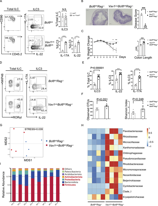 Bcl6 deficiency in ILC3 enhances their cytokine expression and protect to DSS-induced colitis. (A) Expression and statistic data of IL-17A and IL-22 in total ILC3 obtained from the colon LPL of Vav1creBcl6fl/fl and Bcl6fl/fl littermates at steady state. Left: Gating strategy for total ILC3, IL-17A+ ILC3, and IL-22+ ILC3. Right: Statistic data for the percentages of ILC3 and IL-17A+ and IL-22+ ILC3. (B) H&E (left) and estimated disease scores (right) on colon sections from Vav1creBcl6fl/flRag1−/− mice and Bcl6fl/flRag1−/− littermates in DSS-induced colitis model. The scale bar indicates length of 200 μm. Also see Table S7 for details on disease score evaluation. (C) Weight changes of Vav1creBcl6fl/flRag1−/− mice and Bcl6fl/flRag1−/− littermates in DSS-induced colitis model (left). The statistics of colon length were shown on the right. (D) Expression of IL-17A and IL-22 in total ILC3 obtained from the colon LPL of Vav1creBcl6fl/flRag1−/− and Bcl6fl/flRag1−/− littermates in the DSS-induced colitis model in C. Left: Gating strategy for total ILC3. Right: IL-17A and IL-22 expression in ILC3. (E) Statistic data for the percentages of ILC3s (left) and IL-17A+ and IL-22 + ILC3 (right) in D. (F) The observed OTU numbers (left) and Shannon index of alpha diversity (right) for the 16 s rDNA-seq data derived from colonic fecal samples from Vav1creBcl6fl/flRag1−/− mice and Bcl6fl/flRag1−/− littermates. Raw data of 16s rDNA-seq are available through GSE220438 on GEO DataSets. (G) Non-metric Multi-dimensional Scaling (NMDS) plot for the 16 s rDNA-seq data in F. (H and I) Taxonomic analysis on relative beta diversity abundance for the 16 s rDNA-seq data in F. Comparison of enriched families with >2 significantly changed genera (H) and top 6 enriched phyla (I) between Vav1creBcl6fl/flRag1−/− mice and Bcl6fl/flRag1−/− littermates in each sample described in F and G. See also Table S4 for detailed list for differentially enriched phyla and families. Data are representatives of three (A and C–E) or two (B and F–I) independent experiments. Each dot in the bar charts represents a sample generated from an individual mouse. Data are shown as mean ± SEM. *P < 0.05, ***P < 0.001, ****P < 0.0001 by unpaired t test (A, B, C, E, and F).