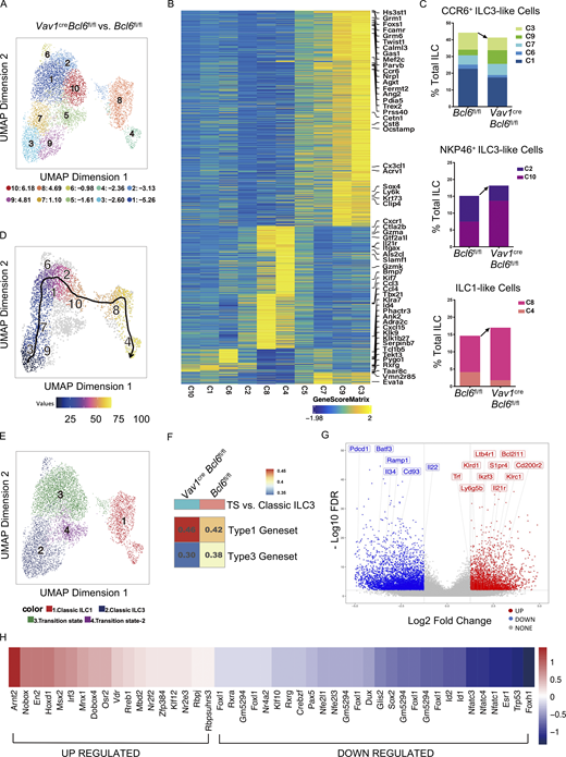 scATAC-seq data reveals increased ILC3 plasticity in BCL6-deficient mice. The total intestinal ILC were obtained from the SI and colon LPL of Vav1creBcl6fl/fl or Bcl6fl/fl littermates (combination of three mice for each strain) by FACS sorting (gated on Lin−CD90+CD45+ live cells), and used for scATAC-seq analysis. UMAP visualizations for both Vav1creBcl6fl/fl and Bcl6fl/fl samples are visually identical, so all UMAP figures shown are representative data of one sample unless specifically indicated. Raw data of scATAC-seq are available through GSE221341 on GEO DataSets. (A) UMAP visualization of clustering pattern of the ILCs post deletion of ILC2 form cells from original scATAC-seq data pool (Fig. S5 A). Proportional changes of each cluster of Vav1creBcl6fl/fl versus Bcl6fl/fl littermate samples were labeled by blue-red colors with scales shown below. (B) Heatmap of marker genes (determined by gene score matrix) of each cluster (vertically labeled) of the total ILC2-depleted ILC in A. Selected ILC lineage specific genes (Gury-BenAri et al., 2016) with high gene scores in the 10 clusters were horizontally labeled on top (see also Table S5). (C) Frequencies of three subgroups from the total ILC2-depleted ILCs in A between Bcl6fl/fl and Vav1creBcl6fl/fl samples. Each subgroup is consisted of specified clusters (labeled by different colors) indicated by chromatin level characterization from B and Fig. S5 D. Arrow indicated direction of cell number changes. (D) Trajectory analysis for Bcl6fl/fl source clusters from A. See also Fig. S5 E for trajectory analysis result for Vav1creBcl6fl/fl sample. (E) Representative UMAP visualization of broad rename of cells from A. (F) GSVA of differential genesets generated by comparing chromatin accessibility of genes from TS vs. those from classic ILC3 for Vav1creBcl6fl/fl and Bcl6fl/fl samples, respectively. The overlapped genes between the two genesets were excluded from analysis (see also Table S5). (G) Volcano plot for Vav1creBcl6fl/fl source TS vs. classic ILC3 differential geneset generated in F. Selective regulated peaks (labeled by nearest gene) were Vav1creBcl6fl/fl-specific representatives matching literature ILC1 marker genes (right red, up-regulated) or CCR6+ ILC3 marker genes (left blue, down-regulated). See also Table S2 for literature marker genes and Table S6 for detailed information of selected peaks and nearby genes. (H) Transcription factor motif enrichment scores of Vav1creBcl6fl/fl TS vs. those of Bcl6fl/fl TS. The motifs shown here are selected by enrichment score of mlog10Padj >0.1. Value of score is labeled by blue-red color scale.