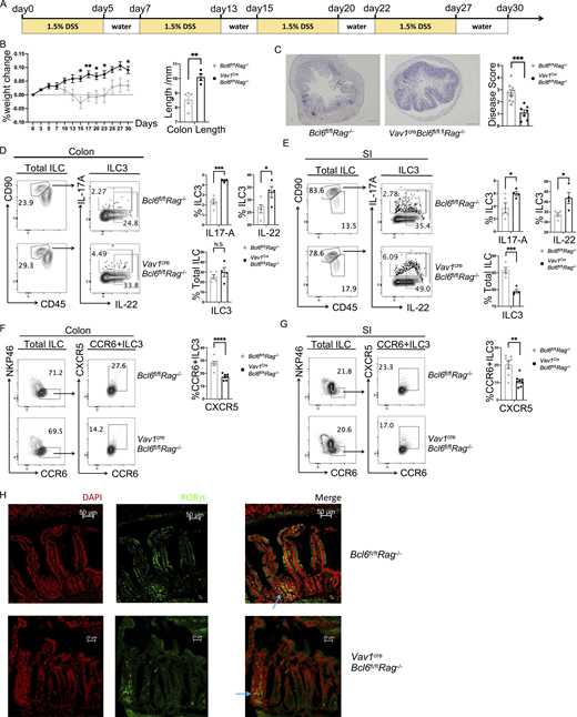 Chronic DSS-induced colitis and CXCR5-related phenotypes in BCL6-deficient mice (relative to Fig. 2).(A) 30-d 1.5% DSS treatment protocol of the chronic DSS-induced colitis model. (B) Weight changes (left) of Vav1creBcl6fl/flRag1−/− mice and Bcl6fl/flRag1−/− littermates in 30-d chronic DSS-induced colitis model. The statistics of colon length were shown on the right. (C) H&E (left) and accordingly estimated disease score (right) of colon sections from Vav1creBcl6fl/flRag1−/− mice and Bcl6fl/flRag1−/− littermates in the chronic DSS-induced colitis model in B. Scale bar indicates length of 200 μm. Also see Table S7 for details on disease score evaluation. (D and E) Expression and statistic data of IL-17A and IL-22 in total ILC3 obtained from the colon (D) and SI (E) LPL of Vav1creBcl6fl/flRag1−/− and Bcl6fl/flRag1−/− littermates in the chronic DSS-induced colitis model in B. Left: Gating strategy for total ILC3, IL-17A+ ILC3 and IL-22+ ILC3. Right: Statistic data for the percentages of total ILC3, IL-17A+ and IL-22+ ILC3. (F and G) Expression and statistic data of CXCR5 in CCR6+ ILC3 from the colon (F) and SI (G) LPL of Vav1creBcl6fl/flRag1−/− and Bcl6fl/flRag1−/− littermates at steady state. Left: Gating strategy for CCR6+ ILC3 and CXCR5+CCR6+ ILC3. Right: Statistic data for the percentages of CXCR5+CCR6+ ILC3. (H) Immunofluorescence staining of proximal SI sections of Vav1creBcl6fl/flRag1−/− and Bcl6fl/flRag1−/− littermates at steady state. DAPI staining shown in color red and RORγt staining shown in color green; blue arrows pointing at structures of RORγt+ aggregates that represent atypical SILTs in merged photos; scale bars represented length with indicated value. Data are representative (B–E and H) or combined (F and G) of two independent experiments. Each dot in the bar charts represents a sample generated from an individual mouse. Data are shown as mean ± SEM. *P < 0.05, **P < 0.01, ***P < 0.001, ****P < 0.0001 by unpaired t test (B–G).