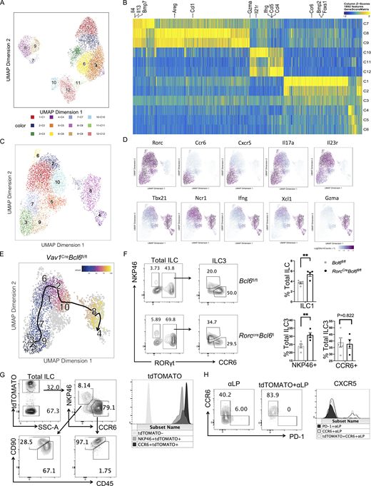 Supplemental data of scATAC-seq as well as phenotypes in RorccreBcl6fl/fl mice and Bcl6ERT2creRosatdtomato mice (relative to Fig. 4 and Fig. 5). (A) UMAP visualization of the scATAC-seq (Fig. 4) clustering pattern of the total intestinal ILC from colon and SI LPL of Vav1creBcl6fl/fl mice or Bcl6fl/fl littermates. (B) Heatmap of marker genes (determined by gene score matrix) of each cluster (vertically labeled) of the total ILC in A. Selected ILC lineage specific genes (Gury-BenAri et al., 2016) with high gene scores in the 12 clusters were horizontally labeled on top (see also Table S5). (C) UMAP visualization of clustering pattern of the ILC post deletion of ILC2 form cells from original scATAC-seq data pool in A. (D) UMAP distribution of relative chromatin accessibility of indicated genes for cells in C, represented by color with scale bar (Log2 = 1.15–1.30). (E) Trajectory analysis of Vav1creBcl6fl/fl source clusters shown in C. (F) Staining data of total ILC and ILC3 (left) in the SI LPL of RorccreBcl6fl/fl mice and Bcl6fl/fl littermates at steady state. Statistic data of indicated ILC populations were shown (right). (G) Staining pattern (left) of CCR6+ and NKP46+ ILCs in tdTOMATO fated ILCs obtained from SI LPL of Bcl6ERT2creRosatdtomato fate mapping mice mentioned in Fig. 5, E and F. Expression of tdTOMATO for indicated ILC subsets were shown (right). (H) Staining pattern (left) of CCR6+ and PD-1+ αLP (Lin− IL-7R+α4β7+) in total or tdTOMATO fated BMs obtained from Tamoxifen treated Bcl6ERT2creRosatdtomato fate-mapping mice. Expression of CXCR5 for indicated cell types were shown (right). Data are a representative of three (F–G) or two (H) independent experiments. Each dot in the bar charts represents a sample generated from an individual mouse. Data are shown as mean ± SEM. **P < 0.01 by unpaired t test (F).