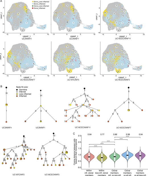 Transcriptomics of selected PC clones. (A) UMAP plots highlighting clonal members of six selected PC clones from three different subjects as indicated (Table S5). PCs from inflamed and less-inflamed colon areas from the respective subject are highlighted in blue and yellow, respectively. Red dots indicate clonal members belonging to the selected clone from inflamed colon areas and green dots from less-inflamed colon areas. (B) Phylogenetic trees summarize the clonal relationship of all members within the selected clones. Trees are rooted on a theoretical germline member (black node), uncolored nodes indicate inferred intermediates, and yellow and orange node colors indicate clonal members from less-inflamed or inflamed colon areas, respectively. Numbers on the connecting lines indicate the number of heavy chain mutations separating two nodes. (C) Comparison of the pairwise cosine distances between PCs based on their transcriptome. Groups from left to right display the PC pair distance distributions between (i) inflamed clone members, (ii) less-inflamed clone members, (iii) inflamed and less-inflamed clone members, (iv) inflamed clone members and 100 randomly selected PCs of the donor that are inflamed and are not clone members, (v) clone members of less-inflamed samples and 100 randomly selected PCs of the donor that are less-inflamed and are not clone members. There is a significant difference between transcriptional distances between clone members based on their inflammation type. Brackets indicate statistical significance using a one-tailed t test with ****P ≤ 0.0001.