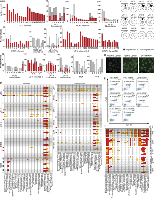 Functional testing of selected mAbs. (A) Bar plots showing the clone size (number of cells, y axis) of each selected and tested mAb (x axis, Table S5) as well as its expansion in inflamed (red bar) or less-inflamed (gray bar) colon areas. mAbs are grouped based on the donor and colon area they were isolated from. The numbers below each clone correspond to the antibody names in Table S5. LC, left colon; RC, right colon; TC, transverse colon; S, sigmoid colon. Red stars indicate clones from which K. pneumoniae–binding mAbs were isolated (see below). (B) Pie charts summarizing the polyreactivity of all selected and tested mAbs. The number in the center of each pie indicates the number of mAbs tested and mAbs are grouped based on the donor and if they were isolated from an inflamed or less-inflamed colon area (Table S6). Polyreactivity was assessed by ELISA (Materials and methods) and experiments were repeated twice. (C) Representative HEP-2 cell IFA staining patterns of positive control and negative control serum as well as reactive mAb UC10NINF9 are shown. Scale bars represent 20 μm. (D) Heatmap showing the binding of all 152 selected mAbs against a panel of 32 bacterial strains in FACS. Each row represents one mAb and mAbs are sorted based on the donor and inflammation status of the colon region they were isolated from as indicated. White, <1% reactivity; light orange, 1–5% binding; dark orange, 5.1–10% binding; red, 10.1–50% binding; and purple, >50% binding. Red arrows indicate polyreactive mAbs (see above), blue arrows indicate mAbs with strong binding (>10%) to at least two different bacterial strains, and green arrows indicate mAbs only binding to K. pneumoniae. FACs experiments were repeated twice. (E) Representative FACS plots show the binding of reactive mAbs against bacterial strains used in D. Antibody binding was detected using a mouse anti-human IgG antibody coupled to PE, and bacteria were stained with SYTO-BC to exclude dead bacteria (Materials and methods). (F) Heatmap showing the binding of mAbs UC18CECNINF5 (1), UC18SIGINF1 (2), UC18SIGINF4 (3), UC18SIGINF5 (4), UC18SIGINF8 (5), UC18SIGINF9 (6), UC18TCINF4 (7), and UC18TCINF5 (8) in their IgG1, IgA1, and IgA2 forms as indicated against a panel of 32 bacterial strains in FACS. Color coding as in D. FACs experiments were repeated twice.