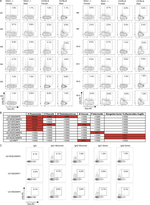 Binding of mAbs and mAb mixes to stool from RAG1-deficient and C57BL/6 mice and bacterial proteins and extracts. (A) FACS plots display SYTO-BC (x axis) and mAb mix staining (y axis) of stool from female and male RAG1-deficient and C57BL/6 mice with the double-positive population indicated through gating. Antibody binding was detected through a mouse anti-human IgG antibody coupled to PE (Materials and methods). The composition of each antibody mix used is summarized in Table S5 and bacterial staining was conducted so that each mAb was present at a concentration of 10 μg/ml. FACs experiments were repeated twice. (B) Table summarizing the fluorescence intensity values as measured on a GenePix 4000B imager (Axion) for the mAbs that showed binding in a screen of all 152 mAbs for binding to 50 bacterial lysates and antigens (Table S7 and Materials and methods). Values above 1,000 are considered positive and highlighted in red. (C) FACS plots display SYTO-BC (x axis) and mAb staining (y axis) of stool from RAG1-deficient mice with the double-positive population indicated through gating. K. pneumoniae–binding mAbs UC18CECNINF5, UC18SIGINF1, and UC18SIGINF5 in IgG1, IgA1, and IgA2 forms were used for staining as indicated and their binding was detected with mouse anti-human IgG or mouse anti-human IgA antibody coupled to PE (Materials and methods). FACs experiments were repeated twice. Refer to the image caption for details.