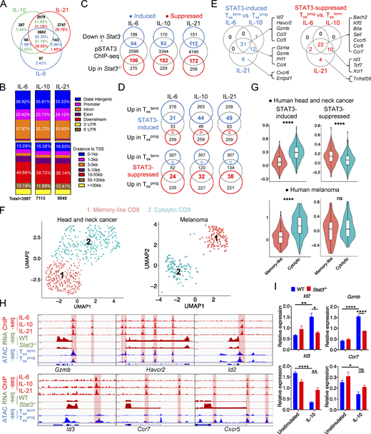 STAT3 transcriptionally regulates Texcell differentiation. (A) Venn diagram of pSTAT3-binding peaks in IL-6–, IL-10–, and IL-21–stimulated CD8+ T cells across the whole mouse genome (mm10). (B) Genetic feature distribution (upper panel) or distribution relative to TSS (bottom panel) of pSTAT3-binding peaks in CD8+ T cells. (C) Venn diagrams of pSTAT3-binding genes and DEGs in WT or Stat3−/− CD8+ OT-I TILs. (D) Venn diagrams of STAT3-regulated genes and DEGs in Texterm or Texprog TILs (GEO accession no. GSE114631). (E) Representative STAT3-regulated feature genes of Texterm (left panel) or Texprog (right panel) cells. (F) UMAP plots identifying tumor-infiltrating memory-like and cytolytic CD8+ T cell clusters from human head and neck cancer (left panel) or melanoma (right panel) patient (GEO accession nos. GSE103322 and GSE120575). (G) Average expression of STAT3-induced (left panel) or -suppressed (right panel) signature gene clusters in memory-like or cytolytic tumor-infiltrating CD8+ T cells. STAT3-induced or -suppressed signature genes are listed in Table S3. (H) pSTAT3 ChIP-seq tracks aligned with RNA-seq tracks of WT and Stat3−/− CD8+ TILs, and ATAC-seq tracks of Texprog or Texterm cells at the specific gene loci (GEO accession no. GSE123236). (I) mRNA levels of specific genes in in vitro activated WT and Stat3−/− CD8+ T cells with the stimulation of IL-10 for 2 d or not. Data are representative of three (I) independent experiments. Data are shown as mean ± SEM. *, P < 0.05; **, P < 0.01; ***, P < 0.001; ****, P < 0.0001 by unpaired two-tailed Student’s t test (G and I).