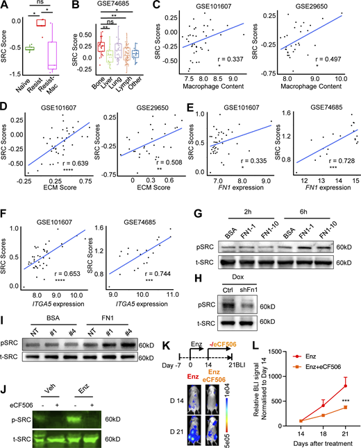 Enzalutamide resistance of bone-metastatic PC can be blocked by SRC-specific inhibitor. (A) Src activity estimated using Src score (see Materials and methods) in RNA-seq data of FACS-purified MycCaP-Bo tumor cells from indicated disease stage/treatment (as described in Fig. 4 A). (B) Src score in patient bone metastasis and metastases from other organs. (C) Correlation of Src score with macrophage abundance in patient bone metastasis datasets. (D) Correlation of Src score with ECM score in patient bone metastasis datasets. (E) Correlation of Src score with FN1 expression in patient bone metastasis datasets. (F) Correlation of Src score with ITGA5 expression in patient bone metastasis datasets. (G) Immunoblot showing the level of phosphorylated SRC (pSRC) and total SRC (t-SRC) in MycCaP-Bo cells seeded in wells precoated with 1% BSA (BSA), 1 μg/ml FN1 (FN1-1), and 10 μg/ml FN1 (FN1-10) for indicated time. (H) Immunoblotting showing the level of pSRC and t-SRC in modified MycCaP-Bo cells with doxycycline-induced expression of control shRNA or shRNA-targeting Fn1. The cells were treated with doxycycline (500 ng/ml) for 4 d. (I) Immunoblotting showing the level of pSRC and t-SRC in control MycCaP-Bo cells (Ctrl), MycCaP-Bo cells overexpressing ITGA5 clone 1 (#1) and clone 4 (#4) seeded in wells precoated with 1% BSA (BSA) or 1 μg/ml FN1 (FN1) for 6 h before sample harvest. (J) Immunoblotting showing the level of pSRC and t-SRC in in vivo MycCaP-Bo bone metastasis samples with indicated treatments. (K) Representative BLI images of resistant MycCaP-Bo bone metastasis following eCF506 treatment. (L) BLI quantification of resistant MycCaP-Bo bone metastasis following eCF506 treatment (n = 8∼10). Data are mean ± SEM; *, P < 0.05; **, P < 0.01; ns, not significant. ANOVA was used in A and B, two-tailed unpaired Student’s t test was used for L, and Pearson correlation analysis was used in C–F. Source data are available for this figure: SourceData F7.