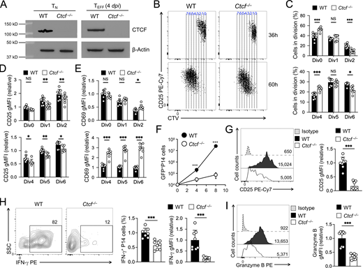 Ablating CTCF impairs TEFFcell accumulation and cytotoxic functions. (A) Immunoblotting for CTCF in sorted WT or Ctcf−/− GFP+ naive CD8+ T cells (before adoptive transfer, left) and early TEFF cells (4 dpi from infected recipients), with β-actin as loading control. Data are representative from two independent experiments. (B and C) Cell division of CTV-labeled WT or Ctcf−/− naive CD45.2+GFP+CD8+ T cells at 36 h (top) or 60 h (bottom) after transfer into CD45.1+ recipient mice followed by LCMV-Arm infection, with representative dot plots (B) and cumulative data on cell frequency in each cell division (C) shown. (D and E) Relative expression of CD25 (D) and CD69 (E) in WT or Ctcf−/− CD8+ T cells in individual cell divisions at 36 or 60 h after infection. gMFI, geometric mean fluorescence intensity. (F) Numbers of WT or Ctcf−/− effector CD8+ T cells on 4 and 8 dpi. (G–I) Detection of CD25 expression (G), IFN-γ production (H), and granzyme B expression (I) in WT or Ctcf−/− CD8+ T cells on 4 dpi. Data in B, H, and I are from two independent experiments. Data in C–F are means ± SD. *, P < 0.05; **, P < 0.01; ***, P < 0.001; NS, not statistically significant by two-tailed Student’s t test. Source data are available for this figure: SourceData F4. Refer to the image caption for details.
