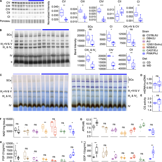 PWK/PhJ mice have severe mitochondrial dysfunction on WD-TN. (A) Western blot on isolated mitochondria from the liver with immunostaining of the five OXPHOS complexes (left) and band densitometry quantification normalized to ponceau staining (right panels) in PWK/PhJ mice. (B) Left: BN-PAGE on liver-isolated mitochondria from PWK/PhJ mice with immunostaining of the five OXPHOS complexes. Mitochondria respiratory complexes and supercomplexes corresponding to each band are indicated. Right: Band densitometry quantification of the indicated complexes and supercomplexes. (C) In-gel activity of complex IV (left, brown bands) and complex IV + complex I (right, brown bands and purple bands, respectively) in liver-isolated mitochondria from PWK/PhJ mice. Respiratory complexes and supercomplexes are indicated. (D) Liver mtDNA/nucDNA ratio. (F) Liver NAD+ quantification. (E) Liver citrate synthase activity quantification. (G) Liver ATP levels. (H and I) FGF-21 (H) and GDF-15 (I) plasma levels measured at the end of the study using the Luminex system (see Materials and methods). Data are represented as box and whiskers. The lower and upper hinges correspond to the first and third quartiles (the 25th and 75th percentiles). The upper whisker extends from the hinge to the largest value no further than 1.5 × IQR from the hinge (where IQR is the interquartile range, or distance between the first and third quartiles). The lower whisker extends from the hinge to the smallest value at most 1.5 × IQR of the hinge. Data beyond the end of the whiskers are called "outlying" points and are plotted individually. For panels A–C: PWK/PhJ-CD n = 6, PWK/PhJ-WD n = 6; for panels D–E: PWK/PhJ-CD n = 6, PWK/PhJ-WD n = 7; for panels F–I: C57BL/6J-CD n = 8, C57BL/6J-WD n = 8, DBA/2J-CD n = 6, DBA/2J-WD n = 7, A/J-CD n = 6, A/J-WD n = 6, 129S1/SvlmJ-CD n = 7, 129S1/SvlmJ-WD n = 7, WSB/EiJ-CD n = 6, WSB/EiJ-WD n = 6, CAST/EiJ-CD n = 8, CAST/EiJ-WD n = 8, PWK/PhJ-CD n = 6, PWK/PhJ-WD n = 7. Each group of mice was assayed in two independent cohorts. Statistical analysis for A–I: Student’s pairwise t test adjusted for multiple testing: *, P < 0.05; **, P < 0.01; ***, P < 0.001. Source data are available for this figure: SourceData F7.