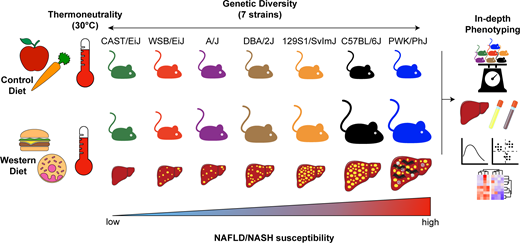 肝臓と腎臓の疾患をモデル化する(Modeling liver and kidney disease) 肝臓と腎臓の疾患をモデル化する(Modeling liver and kidney disease)