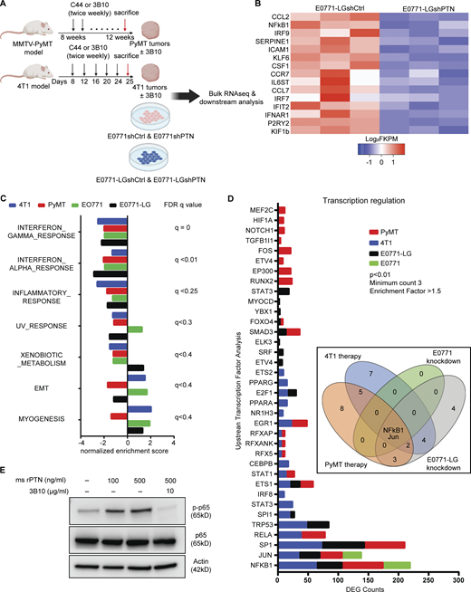 PTN promotes inflammation by augmenting NF-κB activity in cancer cells. (A) Schematic outline of the RNA sequencing strategy to investigate the effect of PTN depletion in four different experiments (n = 3 each). (B) Heat map of differentially expressed inflammation-related genes between E0771-LGshCtrl and E0771-LGshPTN cells (n = 3 each). (C) Bar graph of normalized enrichment score obtained from gene set enrichment analysis of RNA sequencing data as shown in A. Highest q value amongst the four experiments is shown on the right. (D) Bar graph of potential upstream transcription factors regulating DEGs in each of the four experiments in A. Inset displays a Venn diagram showing NF-κB and Jun are the only two common potential transcription factors that can regulate the DEGs from A as determined by TRRUST analysis using metascape. (E) Western blot analysis of phospho p65 and total p65 in E0771 cells stimulated with recombinant mouse PTN (100 or 500 ng/ml) in the presence or absence of 3B10 for 30 min. Representative of three independent replicates. Source data are available for this figure: SourceData F5. Refer to the image caption for details.