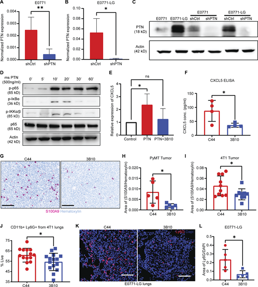 Validation of knockdown of PTN expression in E0771 and E0771-LG cells. (A) Normalized PTN expression as determined by qPCR in E0771shCtrl and PTN knockdown cells, E0771shPTN. Unpaired t test; **, P < 0.01. Representative of four independent replicates. (B) Normalized PTN expression as determined by qPCR in E0771-LGshCtrl and PTN knockdown cells, E0771-LGshPTN. Unpaired t test; *, P < 0.05. Representative of three independent replicates. (C) Western blot analysis of PTN expression (18 kD) in E0771, E0771-LG, E0771shCtrl, E0771shPTN, E0771-E0771-LGshCtrl, and E0771-LGshPTN cell lines, representative of three independent replicates. (D) Western blot analysis of p-p65, p-IκBα, p-IKKα/β, p-IKKa/B, total p65, and actin in E0771 cells stimulated with recombinant mouse PTN (500 ng/ml) for 0–60 min, representative of two independent replicates. (E) Relative expression of CXCL5 mRNA by qPCR upon PTN stimulation (500 ng/ml) in the presence or absence of 3B10 (10 μg/ml). One-way ANOVA; *, P < 0.05, representative of at least three independent replicates. (F) CXCL5 expression MMTV-PyMT tumors treated with C44 or 3B10 was determined by ELISA. Unpaired t test; *, P < 0.05. (G) 4T1 (n = 9–10) and MMTV-PyMT tumors (n = 5) from mice treated with C44 or 3B10 were stained for MDSCs (S100A9+ cells) by IHC. Representative images are shown at 20× magnification. Scale bar, 100 μm. (H and I) Quantification of B. Unpaired t test; *, P < 0.05. (J) Quantification of neutrophils (CD11b+ Ly6G+) in 4T1 metastatic lungs from mice treated with C44 (n = 14) or 3B10 (n = 15) as determined by flow cytometry. Unpaired t test; *, P < 0.05. (K) E0771-LG metastatic lungs from mice treated with C44 or 3B10 (n = 5 each) were stained for neutrophils (Ly6G+ cells) by IF. Representative images are shown at 20× magnification. Scale bar, 100 μm. (L) Quantification of Ly6G+ cells from K. Unpaired t tailed test; *, P < 0.05. Source data are available for this figure: SourceData FS4. Refer to the image caption for details.