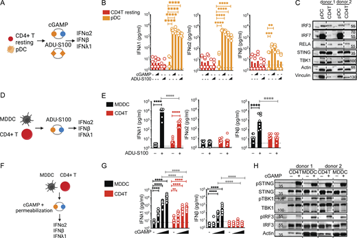IFN-I/III production is stunted in CD4+T cells compared to dendritic cells. (A) Stimulation with extracellular STING ligands in primary blood cells, experimental outline. (B) IFN-I/III concentrations after treatment of enriched total resting CD4+ T subsets and FACS-sorted pDC, with cGAMP or ADU-S100 (1 or 2.5 µg) (n = 4 donors combined from two independent experiments). (C) Western blot of key signaling proteins involved in STING signaling and control proteins in the indicated resting primary cell types (representative of two independent experiments). (D) Delivery of STING ligands in media, experimental design. (E) IFN-I/III concentrations after stimulation of TCR-activated CD4+ T cells (CD4T) and MDDCs with ADU-S100 (2.5 µg) stimulation (n = 8 donors combined from four independent experiments). (F) Delivery of STING ligands by permeabilization, experimental design. (G) IFN-I/III concentrations after treatment of TCR-activated CD4+ T cells and MDDCs with cGAMP (0.06, 0.6, and 6 µg/ml) delivered by digitonin-mediated membrane permeabilization (n = 10 donors combined from five independent experiments). (H) Western blot of key signaling proteins involved in STING signaling and control proteins 6 h following cGAMP (6 µg/ml) stimulation in TCR-activated CD4+ T cells and MDDCs (representative of three independent experiments). Each symbol represents one donor, bars represent geometric mean, paired one-way ANOVA with Tukey’s multiple comparison test, **P ≤ 0.01, ****P ≤ 0.0001. Figure was generated using Biorender. Source data are available for this figure: SourceData F1.