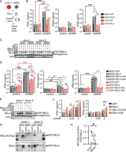 RELA enhances IFN-I/III expression in CD4+T cells. (A) STING ligand stimulation in cells transduced with RELA, experimental outline. (B) IFN-I/III concentration following cGAMP (6 µg/ml) stimulation of TCR-activated CD4+ T cells and MDDCs transduced with control (GFP) or RELA lentivectors (n = 8 donors combined from four individual experiments). (C) Western blot of RELA and actin in CD4+ T cells and MDDCs transduced with either control, RELA, RELA K5Q, or RELA K5R (representative of two independent experiments). (D) IFN-I/III concentration after cGAMP (6 µg/ml) stimulation of CD4+ T and MDDCs transduced with control (GFP), RELA, RELA K5Q, or RELA K5R (n = 4 donors combined from two individual experiments). (E) Western blot of RELA and actin 4 d after lentiviral transduction of CD4+ T cells as indicated (representative of two independent experiments). (F) IFN-I/III concentration following cGAMP (0.06, 6 µg/ml) stimulation of CD4+ T cells transduced with control (GFP), RELA, RELA K310R, or RELA K5R (n = 4 donors combined from two independent experiments). (G) Western blot of RELA K310ac and total RELA in CD4+ T cells and MDDCs following immunoprecipitation of GFP-RELA 4 or 5 d after lentiviral transduction (representative of three independent experiments). (H) Quantification of the ratio of GFP-RELA K310ac over total GPP-RELA (n = 6 donors combined from three independent experiments, Wilcoxon test). Each symbol represents one donor, bars represent geometric mean, paired one-way ANOVA with Tukey’s multiple comparison test except indicated otherwise, *P ≤ 0.05, **P ≤ 0.01, ***P ≤ 0.001, ****P ≤ 0.0001. Figure was generated using Biorender. Source data are available for this figure: SourceData F2.