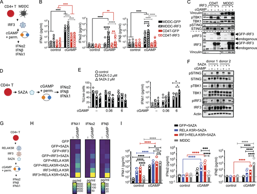 IRF3 and a DNA methylation inhibitor synergize with RELA K5R to fully lift the IFN-I/III restriction in CD4+T cells. (A) cGAMP stimulation in CD4+ T cells and MDDCs transduced with IRF3 lentivectors, outline of the experiment. (B) IFN-I/III concentration after cGAMP (6 µg/ml) stimulation of CD4+ T cells and MDDCs transduced with either control or IRF3 (n = 12 donors combined from six independent experiments). (C) Western blot of key signaling proteins involved in STING signaling and actin 6 h following cGAMP (6 µg/ml) stimulation of CD4+ T cells and MDDCs transduced with either control or IRF3 lentivectors (representative of two independent experiments). (D) cGAMP stimulation in CD4+ T cells treated with a DNA methylation inhibitor (5AZA), outline of the experiment. (E) Viability (mean + SEM) and IFNλ1 concentration (geometric mean) following 5AZA (2 µM) treatment and cGAMP (0.06, 6 µg/ml) stimulation of CD4+ T cells (n = 6 donors from three independent experiments). (F) Western blot of key signaling proteins involved in STING signaling and actin 6 h following cGAMP (6 µg/ml) stimulation of CD4+ T cells pretreated for 48 h with 5AZA (2 µM; representative of two independent experiments). (G) cGAMP stimulation in CD4+ T cells treated with a DNA methylation inhibitor (5AZA) and transduced with RELA K5R and IRF3 lentivectors, outline of the experiment. (H) Heat-map showing IFN-I/III concentration following cGAMP (6 µg/ml) stimulation of CD4+ T cells transduced with control (GFP), IRF3, RELA K5R, and pretreated for 48 h with 5AZA (2 µM; n = 8 donors combined from four independent experiments, geometric mean). (I) IFN-I/III concentration following cGAMP (6 µg/ml) stimulation of untransduced MDDCs and CD4+ T cells transduced with control (GFP), IRF3, RELA K5R and treated for 48 h with 5AZA (2 µM; n = 4 donors combined from two independent experiments). Each symbol represents one donor, bars represent geometric mean, paired one-way ANOVA with Tukey’s multiple comparison test, *P ≤ 0.05, **P ≤ 0.01, ***P ≤ 0.001, ****P ≤ 0.0001. Figure was generated using Biorender. Source data are available for this figure: SourceData F4.