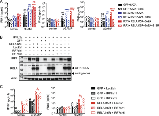 IRF7 positive feedback is required for IFN-I/III expression in iCD4+ T cells. (A) IFN-I/III concentration following cGAMP (6 µg/ml) stimulation of CD4+ T cells transduced with control (GFP), RELA K5R, IRF3, in the presence of control or B18R and pretreated for 48 h 5AZA (2 µM; n = 4 donors combined from two independent experiments). (B) Western blot of RELA, IRF7, and actin in CD4+ T cells transduced with either LacZsh, IRF7sh1, or IRF7sh5 and treated with IFNα2a (1,000 U/ml) for 18–24 h (n = 4 independent donors in two experiments). (C) IFN-I/III concentration following cGAMP (6 µg/ml) stimulation of CD4+ T cells cotransduced with control (GFP) or RELA K5R and LacZsh, IRF7sh1, or IRF7sh5 (n = 4 independent donors in two experiments). Each symbol represents one donor, bars represent geometric mean, paired one-way ANOVA with Tukey’s multiple comparison test, ****P ≤ 0.0001; ns, not significant. Source data are available for this figure: SourceData F5.