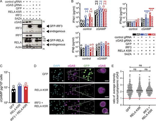 Tonic cGAS activity is required for IFN expression in iCD4+ T cells. (A) Western blot of cGAS, IRF3, IRF7, RELA, and actin in CD4+ T cells nucleofected with either control or cGAS targeting guides and subsequently transduced with control (GFP), RELA K5R or IRF3 lentivectors (n = 4 independent donors in two experiments). (B) IFN-I/III concentration following cGAMP (6 µg/ml) stimulation of CD4+ T cells nucleofected with control or cGAS gRNA and transduced with control, RELA K5R, or IRF3 lentivectors. Cells were pretreated with 5AZA (2 µM) for 48 h prior to cGAMP stimulation (n = 4 donors combined from two independent experiments). Each symbol represents one donor, bars represent geometric mean, paired one-way ANOVA with Tukey’s multiple comparison test. (C) cGAMP quantification by ELISA in CD4+ T cells transduced with either control (GFP), RELA K5R, or IRF3 lentivectors (n = 4 donors combined from two independent experiments). (D) DAPI, cGAS staining, and GFP localization by confocal microscopy in CD4+ T cells transduced with control (GFP), RELA K5R, or IRF3 lentivectors. Scale bar at 10 µm. Right: Magnification of cGAS channel showing contours used to delineate nuclear and cellular contents, scale bar at 5 µm (n = 4 donors combined from two independent experiments). (E) Quantification of the ratio of average intensity of nuclear to cytoplasmic cGAS signal in CD4+ T cells transduced with either control (GFP), RELA K5R, or IRF3 lentivectors (n = 4 donors combined from two independent experiments). Each symbol represents one cell, line represents median, mixed-effect analysis, *P ≤ 0.05, ***P ≤ 0.001, ****P ≤ 0.0001, ns, not significant. Source data are available for this figure: SourceData F6.