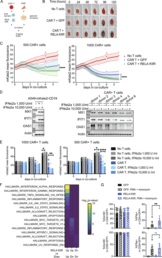RELA K5R enhances CAR-mediated tumor killing. (A) CAR-T tumor spheroid killing assay, experimental outline. (B) Representative images of mKate2+CD19+ A549 cells (red) alone or in coculture with CAR+ GFP+ or CAR+ RELA K5R+ T cells acquired over 5 d. (C) Fluorescence intensity of mKate2+CD19+ A549 cells over time during coculture with CAR+ GFP+ or CAR+ RELA K5R+ T cells (n = 10 donors combined from five independent experiments). (D) Western blot of MX1, IFIT1, OAS1, and actin expression following overnight treatment of A549-CD19-mKate2 cells or CAR-expressing CD3+ T cells with IFNα2a (representative of n = 3 independent experiments for A549 cells). (E) Fluorescence intensity of mKate2+CD19+ A549 cells over time during coculture with CAR+ T cells treated or not with IFNα2a at the time of coculture (n = 7 donors combined from four independent experiments). (F) Enrichment of MySigDB Hallmark gene sets in shared differentially expressed genes between CD4+ T cells expressing RELA K5R and the comparison of CAR constructs 1928z-4-1-BBL vs. 1928z in Zhao et al. (2015). (G) Percentage of IFNγ and Granzyme B (GzmB) expressing cells in GFP+ CD4+ and CD8+ T cells also transduced with the CAR construct (n = 9 donors combined from five independent experiments). Each symbol represents one donor, bars represent mean, paired one-way ANOVA with Tukey’s multiple comparison test, except if indicated otherwise, *P ≤ 0.05, ***P ≤ 0.001, ****P ≤ 0.0001, ns, not significant. Figure was generated using Biorender. Source data are available for this figure: SourceData F7.