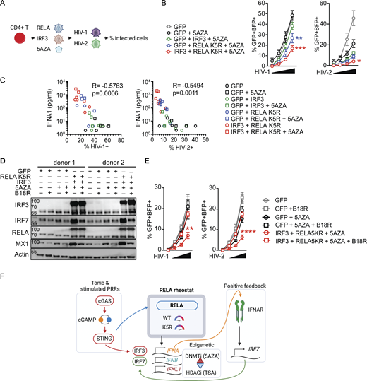 iCD4+ T cells have increased resistance to HIV infection. (A) HIV infection challenge in iCD4+ T cells, experimental outline. (B) Rate of HIV-1 or HIV-2 infection, 48 h after infection of CD4+ T cells transduced with control (GFP), IRF3, and RELA K5R lentivectors. Cells were transduced, pretreated with 5AZA (2 µM) for 48 h, and subsequently infected with HIV-1 or HIV-2 single-round virus (n = 4 donors combined from two independent experiments). Each symbol represents one donor, bars represent mean ± SEM of four donors, paired one-way ANOVA with Tukey’s multiple comparison test on the highest dose of virus. (C) Pearson correlation of infection rates with IFNλ1 concentration of CD4+ T cells transduced and treated with 5AZA as indicated. (D) Western blot of IRF3, IRF7, RELA, MX1, and Actin in CD4+ T cells transduced with either GFP or RELA K5R and IRF3, and pretreated with 5AZA (2 µM), control or B18R supernatant for 3 d (representative of two independent experiments). (E) Rate of HIV-1 or HIV-2 infection, 48 h after infection of CD4+ T cells transduced with control (GFP), IRF3, and RELA K5R lentivectors. Cells were transduced, pretreated with 5AZA (2 µM), control, or B18R supernatants for 48 h and subsequently infected with HIV-1 or HIV-2 single-round virus (n = 4 donors combined from two independent experiments). Each symbol represents one donor, bars represent mean ± SEM of four donors, paired one-way ANOVA with Tukey’s multiple comparison test on the highest dose of virus. (F) Working model. RELA functions as a rheostat to control IFN-I/III expression levels in CD4+ T cells. IFN-I/III expression requires tonic cGAS activity or PRR stimulation and positive feedback from IRF7 signaling. *P ≤ 0.05, **P ≤0.01, ***P ≤ 0.001, ****P ≤ 0.0001. Figure was generated using Biorender. Source data are available for this figure: SourceData F8. Refer to the image caption for details.