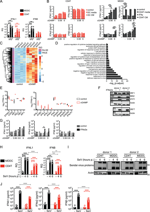 Characterization of the IFN response of T cells to cGAMP stimulation, IFNα2a pre-treatment, and Sendai virus infection. (A) RT-qPCR of IFNL1 and IFNB expression following cGAMP (6 µg/ml) stimulation of TCR-activated CD4+ T cells or MDDCs at indicated time points (n = 4 donors from two independent experiments). Relative quantities (RQ) normalized to the average of controls, each symbol represents one donor, geometric mean, paired one-way ANOVA with Tukey’s multiple comparison test. (B) IFN-I/II/III concentrations following cGAMP (0.06, 6 µg/ml) stimulation of TCR-activated CD4+ T cells and MDDCs. Cells were cultured for 24 h prior to stimulation with the indicated fresh culture media, conditioned media (CM), or treated with IFNγ (10 ng/ml; n = 4 donors from two independent experiments). (C) Heat-map of upregulated genes 5 h following cGAMP (6 µg/ml) stimulation of TCR-activated CD4+ T cells. Data are shown as color-coded Z-scores of transcripts per million (TPM) values (n = 4 donors combined from two independent experiments). Annotation of ISGs is indicated. (D) Enriched biological processes among upregulated genes following cGAMP (6 µg/ml) stimulation of CD4+ T cells (n = 4 donors combined from two independent experiments). (E) Violin plots of expression levels of key proteins involved in STING-IFN signaling pathway (lines denote median and quartiles, n = 4 donors combined from two independent experiments). (F) Western blot of IFIT1, MX2, IRF1, IRF7, and actin 18 h following IFNα2a (1,000 U/ml) treatment of CD4+ T cells (representative of two independent experiments). (G) IFN-I/III concentrations following cGAMP (6 µg/ml) stimulation of CD4+ T cells pre-treated for 18 h with IFNα2a (n = 4 donors from two independent experiments, bars represent geometric mean, paired one-way ANOVA with Tukey’s multiple comparison test). (H) RT-qPCR of IFNL1 and IFNB expression following Sendai virus (SeV 200 HA/ml) infection of CD4+ T cells and MDDCs at indicated time points post-infection (p.i.; n = 4 donors from two independent experiments). RQ normalized to the average of controls, each symbol represents one donor, bars represent geometric mean, paired one-way ANOVA with Tukey’s multiple comparison test. (I) Western blot of Sendai virus proteins and actin following Sendai virus (SeV 200 HA/ml) infection of CD4+ T cells and MDDCs at indicated time points (representative of two independent experiments). (J) IFN-I/III concentrations after infection of TCR-activated CD4+ T cells and MDDCs with Sendai virus (SeV 200 HA/ml; n = 9 donors combined from five independent experiments). *P ≤ 0.05, **P ≤ 0.01, ***P ≤ 0.001, ****P ≤ 0.0001. Source data are available for this figure: SourceData FS1.