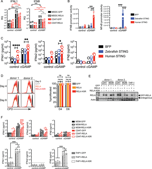 Impact of RELA on IFN response to cGAMP in CD4+T cells MDDCs, MDMs, and THP-1 cells. (A) RT-qPCR of IFNL1 and IFNB expression 5 h following stimulation with cGAMP (6 µg/ml) in CD4+ T cells and MDDCs transduced with either control or RELA (n = 3 donors combined from two independent experiments). RQ normalized to average of controls, each symbol represents one donor, bars represent geometric mean, paired one-way ANOVA with Tukey’s multiple comparison test. (B) Activity of IFNB promoter and NF-κB promoter luciferase reporter in 293FT following transfection with BFP, human STING or zebrafish STING and stimulation with cGAMP (4 µg/ml). Each symbol represents one experiment (n = 3 independent experiments). (C) IFN-I/III concentration following cGAMP (6 µg/ml) stimulation of CD4+ T cells, transduced with control (BFP), human STING, or zebrafish STING (n = 4 donors combined from two independent experiments). Each symbol represents one donor, bars represent mean, paired one-way ANOVA with Tukey’s multiple comparison test. (D) Proliferation measured using a cell proliferation dye (CPD) of CD4+ T cells transduced with either control (GFP) RELA or RELA K5R lentivector on day 4 and 6 post TCR stimulation (n = 4 donors combined from two independent experiments). Each symbol represents one donor, bars represent mean + SEM, paired one-way ANOVA with Tukey’s multiple comparison test. (E) Western blot of RELA and actin in CD4+ T cells, MDMs, and THP-1 transduced with either control, RELA, or RELA K5R (representative of two individual experiments). (F) IFN-I/III concentration following cGAMP (6 µg/ml) stimulation of (top) CD4+ T cells, MDMs, and (bottom) THP-1 transduced with control (GFP), RELA, or RELA K5R (n = 4 donors combined from two independent experiments, for THP-1 combined from three independent experiments). Each symbol represents one donor, bars represent geometric mean, paired one-way ANOVA with Tukey’s multiple comparison test, *P ≤ 0.05, **P ≤ 0.01, ***P ≤ 0.001, ****P ≤ 0.0001. Source data are available for this figure: SourceData FS2.