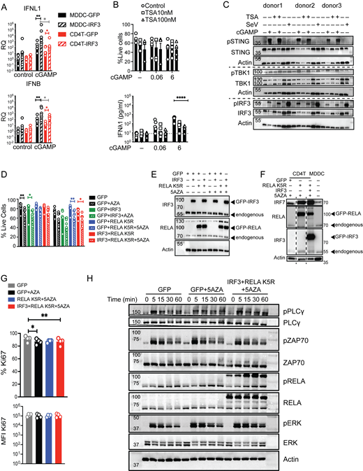 Impact of IRF3, TSA, 5AZA, and RELA K5R on IFN response to cGAMP, viability, and signaling in CD4+T cells. (A) RT-qPCR of IFNL1 and IFNB 6 h following stimulation with cGAMP (6 µg/ml) of CD4+ T cells and MDDCs transduced with control (GFP) or IRF3 lentivectors (n = 6 donors combined from three independent experiments). RQ normalized to average of controls, each symbol represents one donor, bar represents geometric mean, paired one-way ANOVA with Tukey’s multiple comparison test. (B) Viability (mean + SEM) and IFNl1 concentration following TSA (100 nM) treatment and cGAMP (0.06, 6 µg/ml) stimulation of CD4+ T cells (n = 6 donors combined from three independent experiments). (C) Western blot of key signaling proteins involved in STING signaling and actin, 6 h following cGAMP (6 µg/ml) stimulation or Sendai virus (SeV 200 HA/ml) infection of CD4+ T cells in combination with TSA (100 nM; representative of two independent experiments). (D) Viability (mean + SEM) of CD4+ T cells transduced with control or IRF3 and RELA K5R lentivectors stimulated with cGAMP (6 µg/ml; n = 6 donors combined from three independent experiments). Each symbol represents one donor, bars represent mean + SEM, paired one-way ANOVA with Tukey’s multiple comparison test. (E) Western blot of IRF3, RELA, and actin in CD4+ T cells transduced as indicated (representative of n = 8 independent donors in two experiments). (F) Western blot of IRF3, RELA, and actin in CD4+ T cells transduced as indicated and untransduced MDDCs (representative of n = 4 independent donors in two experiments). (G) Percentage and MFI of Ki67 in CD4+ T cells transduced either with control (GFP) IRF3 and RELA K5R and pretreated with 5AZA (2 µM; n = 4 donors combined from two independent experiments). Each symbol represents one donor, bars represent mean + SEM, paired one-way ANOVA with Tukey’s multiple comparison test. (H) Western blot of indicated TCR signaling response proteins in CD4+ T cells transduced either with control (GFP) IRF3 and RELA K5R and pretreated with 5AZA (2 µM), harvested at the indicated times (representative of n = 4 independent donors in two experiments). *P ≤ 0.05, **P ≤ 0.01, ****P ≤ 0.0001. Source data are available for this figure: SourceData FS3.