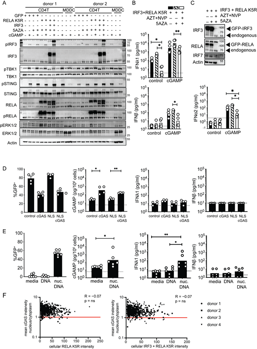 Impact of IRF3, 5AZA, and RELA K5R on IFN response to cGAMP in CD4+T cells. (A) Western blot of STING signaling response and ERK1/2 in CD4+ T cells transduced and treated as indicated, and untransduced MDDCs (representative of n = 2 independent experiments). (B) IFN-I/III concentration following cGAMP (6 µg/ml) stimulation and 5AZA (2 µM) treatment of CD4+ T cells transduced with control or IRF3 and RELA K5R lentivectors in the presence of AZT (25 µM) and NVP (10 µM; n = 4 donors, combined from two independent experiments). Each symbol represents one donor, bars represent geometric mean, paired one-way ANOVA with Tukey’s multiple comparison test. (C) Western blot of IRF3, RELA, IRF7, and actin proteins in CD4+ T cells transduced as indicated and treated with AZT (25 µM), NVP (10 µM), and 5AZA (2 µM; representative of 4 n = 2 independent donors in two experiments). (D) Percentage of GFP expression, and cGAMP and IFN-I/III quantification in CD4+ T cells transduced either with control, cGAS, NLS, or NLS-cGAS (n = 4 donors combined from two independent experiments). Each symbol represents one donor, bars represent mean + SEM (percentage of GFP) or geometric mean (concentrations), paired one-way ANOVA with Tukey’s multiple comparison test. (E) Percentage of GFP expression, and cGAMP and IFN-I/III quantification in CD4+ T cells nucleofected with a control GFP plasmid DNA (n = 6 donors combined from three independent experiments). Each symbol represents one donor, bars represent mean + SEM (percentage of GFP) or geometric mean (concentrations), paired one-way ANOVA with Tukey’s multiple comparison test or paired t test. (F) Pearson correlation of GFP intensity with the ratio of average intensity of nuclear to cytoplasmic cGAS signal in CD4+ T cells transduced with either RELA K5R or IRF3 and RELA K5R. Each point represents a single cell of a donor (n = 4 donors combined from two independent experiments). *P ≤ 0.05, **P ≤ 0.01. Source data are available for this figure: SourceData FS4.