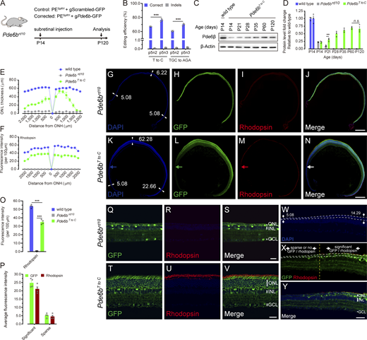 Photoreceptor preservation in the Pde6brd10mouse retinas treated with PESpRYsystem and gPde6b. (A) Experimental outline of the in vivo studies. Unless otherwise stated, retinas were harvested for assays at P120. (B) Frequencies of correct edits and indels in the total sequencing reads for Pde6bT to C and Pde6bAGA editing with p5n3 or p5n2 combinations and with the optimized PBS and RT template lengths in sorted GFP+ retinal cells. Representative data are presented as mean ± SEM; n = 3 independent biological replicates. Two-way ANOVA tests with Tukey’s multiple comparisons. ***, P < 0.001. (C and D) Pde6β protein is restored to a considerable level in Pde6bT to C retinas at P120. Pde6β proteins were examined for retinal extracts from wild-type and Pde6bT to C retinas at different ages. Representative immunoblotting images for Pde6β and β-Actin are shown in C and the relative Pde6β protein levels of wild-type, Pde6brd10, and Pde6bT to C retinas at different ages are quantified in D. Data are presented as mean ± SEM; n = 3 independent biological replicates. Two-way ANOVA tests with Tukey’s multiple comparisons. **, P < 0.01; n.s., P > 0.05. (E) Thickness of the ONL of wild-type (blue), Pde6brd10 (gray), and Pde6bT to C mice (green) at P120. Representative data are presented as mean ± SEM; n = 3 independent biological replicates. (F) Fluorescence intensities of Rhodopsin immunohistochemistry of wild-type (blue), Pde6brd10 (gray), and Pde6bT to C mice (green) at P120. Representative data are presented as mean ± SEM; n = 3 independent biological replicates. (G–N) Rod photoreceptor preservation in the Pde6bT to C mice. The retinas from Pde6brd10 control mice (G–J) or Pde6bT to C mice (K–N) were sectioned and raised for Rhodopsin antibody. Representative images are shown. Blue, DAPI; green, GFP; red, Rhodopsin. Numbers in G and K present the thickness of the regions indicated with white arrows. The horizontal arrows in K–N indicate the positions where GFP and Rhodopsin signals attenuate concomitantly. Scale bars, 300 μm. (O) Fluorescence intensities of Rhodopsin immunohistochemistry of wild-type, Pde6brd10, and Pde6bT to C retinal sections were quantified. Representative data are presented as mean ± SEM; n = 4 independent biological replicates. One-way ANOVA tests with Tukey’s multiple comparisons. ***, P < 0.001. (P) Changes of Rhodopsin signals with GFP in Pde6bT to C retinas were quantified. Representative data are presented as mean ± SEM; n = 4 independent biological replicates. (Q–V) Examination of Rhodopsin immunohistochemistry with higher magnification for Pde6brd10 control (Q–S) and Pde6bT to C (T–V) retinal sections. Representative images are shown, and the fluorescence intensities are quantified in O. INL, inner nuclear layer; GCL, ganglion cell layer. Scale bars, 20 μm. (W–Y) GFP and Rhodopsin signals attenuate steadily and concomitantly in Pde6bT to C mice. Numbers in W present the thickness of the region indicated with arrows. The ONL is indicated with white dashed lines. The yellow vertical line in X demonstrates the position where GFP and Rhodopsin signals attenuate concomitantly. Representative images are shown and the fluorescence intensities are quantified in P. Scale bars, 20 μm. All of Pde6brd10 control retinas were treated with PESpRY and gScrambled. All experiments were independently performed at least three times to ensure repeatable results. Source data are available for this figure: SourceData F2.