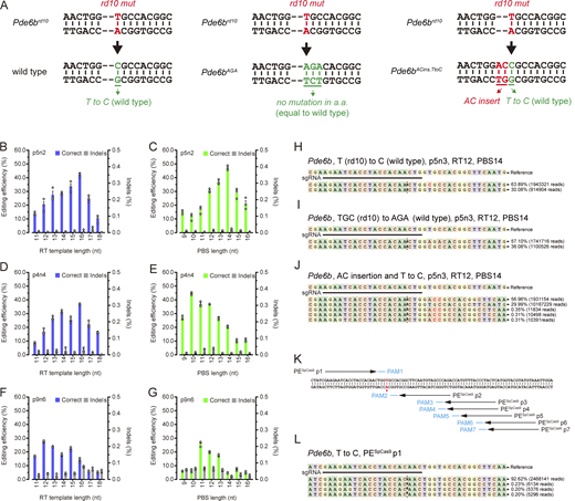 Diverse in vitro genome editing implemented by PESpRYsystem. (A) Three representative genome-editing types, referred to as Pde6bT to C, Pde6bAGA, and Pde6bACins, TtoC, respectively. (B–G) Editing efficiency of correct edits and indels for p5n2, p4n4, and p9n6 combination with varying RT template (B, D, and F) or PBS (C, E, and G) lengths. Data in B–G are presented as mean ± SEM; n = 3 independent biological replicates. All experiments were independently performed at least three times to ensure repeatable results. (H–J) PESpRY system–mediated on-target genome editing at Pde6b locus, validated by high-throughput sequencing. Alleles from genomic DNA isolated from Neuro2ard10 cells after PESpRY system–mediated Pde6bT to C (H), Pde6bAGA (I), Pde6bACins, TtoC (J) editing with the p5n3 combination and with the optimized PBS and RT template lengths. Alleles were sequenced on an Illumina Novaseq 6000 platform and analyzed using CRISPResso2. The reference sequence from the amplified region and the gRNA sequence are at the top. Representative allele frequencies and corresponding sequencing reads are indicated for each allele. The alleles with a frequency ≥0.20% are shown. The nicking sites are indicated with a dashed line, and the intended editing is indicated in red. All experiments were independently performed at least three times to ensure repeatable results. (K and L) No targeted editing is elicited by PESpCas9 at Pde6b locus. (K) Seven pegRNAs (PESpCas9 p1–p7) neighboring the target T∙A base pair are selected for PESpCas9 system–mediated genome editing. The target T∙A base pair is highlighted in red. PAMs are indicated in blue. (L) Alleles from genomic DNA isolated from engineered Neuro2a cells (Neuro2ard10) treated with PESpCas9 and PESpCas9 p1 gRNA (see Table S5). Alleles were sequenced on an Illumina Novaseq 6000 platform and analyzed using CRISPResso2. The reference sequence from the amplified region and the gRNA sequence is at the top. Representative allele frequencies and corresponding sequencing reads are indicated. The alleles with a frequency ≥0.20% are shown and the nicking sites are indicated with a dashed line. All experiments were independently performed at least three times to ensure repeatable results. Refer to the image caption for details.