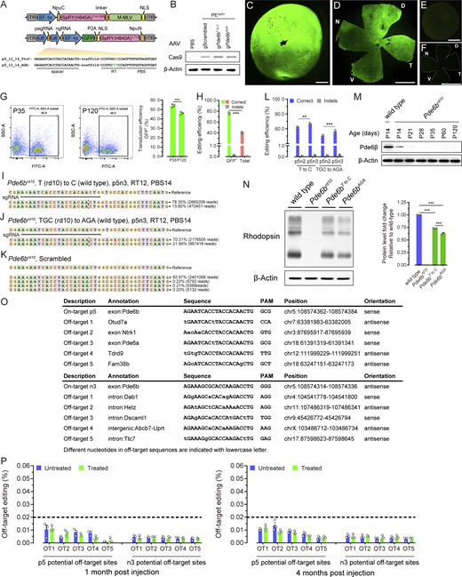PESpRYsystem elicits in vivo targeted genome editing at Pde6b locus. (A) Schematic representations of the split Npu intein–based dual AAV system for the delivery of PESpRY, gRNAs (prime editing and ngRNAs) as well as GFP, and the pegRNA sequences used in in vivo study. The base pairs corresponding to the installed edits are indicated in green. (B) Detection of proteins expressed in the retinas by the transgene from AAV vectors. Pde6brd10 mice were subretinally injected at P14 with PBS, or AAV vectors packaging split PESpRY and gScrambled, split PESpRY and gPde6bT to C, or split PESpRY and gPde6bAGA. Retinas were harvested at P35 and examined for immunoblotting assay by SpCas9 and β-Actin antibodies. (C–F) Retinas are transduced efficiently with a dual AAV system. Representative images of retinas transduced (C and D) or untransduced (E and F) were shown. GFP signals were examined right after the eyes were dissected (C and E) or in a flatmount preparation (D and F). D, dorsal; V, ventral; N, nasal; and T, temporal. Dashed lines in F indicate the profile of untransduced retina with fairly low fluorescence signal. Scale bars, 500 μm (C), 300 μm (D), 1,000 μm (E), 600 μm (F). (G) Quantification of GFP+ cells by flow cytometry. Retinas transduced with vectors installing the edit of Pde6bT to C were harvested at P35 and P120. Representative flow cytometry images are shown and the data are presented as mean ± SEM; n = 4 independent biological replicates, Student’s two-tailed paired t test. ***, P < 0.001. (H) A comparison of editing efficiencies in sorted GFP+ and total retinal cells. Retinas of Pde6bT to C editing were harvested at P120. Representative data are presented as mean ± SEM; n = 3 independent biological replicates. Two-way ANOVA tests with Tukey’s multiple comparisons. ***, P < 0.001. (I–K) Alleles from genomic DNA isolated from sorted GFP+ retinal cells subjected to PESpRY system–mediated Pde6bT to C (I) and Pde6bAGA (J) editing with the p5n3 combination and the optimized PBS and RT template, and from sorted GFP+ retinal cells of control retinas (K). Representative next-generation sequencing (NGS) results were shown. Alleles were sequenced on an Illumina Novaseq 6000 platform and analyzed using CRISPResso2. The reference sequence from the amplified region and the gRNA sequence is at the top. Representative allele frequencies and corresponding sequencing reads are indicated. The alleles with a frequency ≥0.20% are shown. The nicking sites are indicated with dashed line and the intended editing is indicated in red. (L) Frequencies of correct edits and indels in the total sequencing reads for Pde6bT to C and Pde6bAGA editing with p5n3 or p5n2 combinations and with the optimized PBS and RT template lengths in sorted GFP+ retinal cells. Retinas were harvested at P35. Representative data are presented as mean ± SEM; n = 3 independent biological replicates. Two-way ANOVA tests with Tukey’s multiple comparisons. **, P < 0.01; ***, P < 0.001. (M) Pde6β protein levels in Pde6brd10 control retinas at different ages. Pde6β proteins were examined for retinal extracts from wild-type at P14 and Pde6brd10 control retinas at P14, P21, P28, P35, P60, and P120. Representative immunoblotting images for Pde6β and β-Actin are shown in M, and the relative Pde6β protein levels of wild-type and Pde6brd10 retinas at different ages were quantified in Fig. 2 D. (N) Rhodopsin protein levels in wild-type, Pde6brd10, Pde6bT to C, and Pde6bAGA retinas at P120. Rhodopsin proteins were examined for retinal extracts from wild-type, Pde6brd10, Pde6bT to C, and Pde6bAGA at P120. Representative immunoblotting images for Rhodopsin and β-Actin are shown in N, and the relative Rhodopsin protein levels of wild-type, Pde6brd10, Pde6bT to C, and Pde6bAGA retinas were quantified. Representative data are presented as mean ± SEM; n = 3 independent biological replicates. One-way ANOVA tests with Tukey’s multiple comparisons. ***, P < 0.001. All of Pde6brd10 control retinas were treated with PESpRY and gScrambled. (O and P) Off-target editing by PESpRY system in the treated retinas. (O) Potential off-target sites experimentally captured by CIRCLE-seq. Top five potential off-target sites for p5 pegRNA and n3 ngRNA were demonstrated. (P) Off-target editing frequencies of the treated retinas with the edit of Pde6bT to C. Retinas were harvested at 1 or 4 mo after injection for off-target assays. The untreated retinas were from the age-matched Pde6brd10 mice. The potential off-target sites for both of p5 pegRNA and n3 ngRNA were assayed using high-throughput targeted sequencing. Representative data are presented as mean ± SEM; n = 3 independent biological replicates. All experiments were independently performed at least three times to ensure repeatable results. Source data are available for this figure: SourceData FS2.