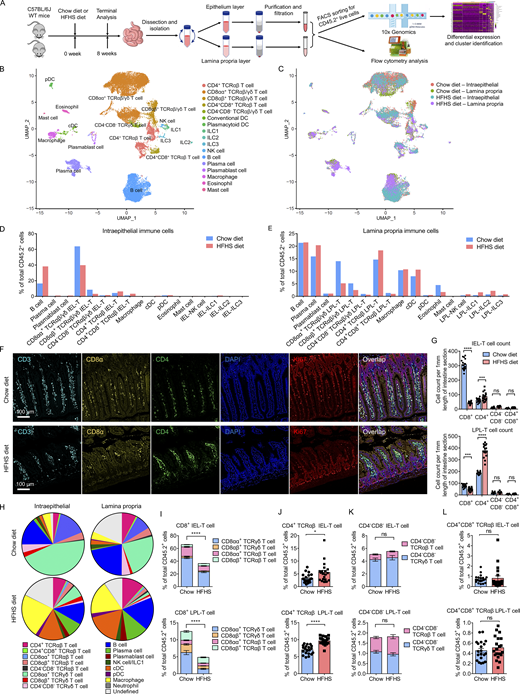 Single-cell sequencing reveals a high-resolution immune landscape of intestine. (A) Schematic of the experimental pipeline. C57BL/6J mice were fed on a chow diet or a HFHS diet for 8 wk and, following euthanasia, small intestines were isolated. Cells from two major intestinal compartments, the epithelium layer and lamina propria layer, were purified and then subjected to flow cytometry analysis or FACS sorting. Sorted CD45.2+ live cells were analyzed using droplet-based 10× Genomics Chromium scRNA-seq approach. Cells were clustered via differential gene expression for further studies. WT, wild type. (B and C) UMAP plot of intestine intraepithelial immune cells and lamina propria immune cells of 10 mice fed a chow diet and 10 mice fed a HFHS diet. Individual points correspond to single cells. (B) Annotations based on cell type analysis (Fig. S1 A). (C) Annotations indicating the sample original identity. IEL, intraepithelial lymphocytes; LPL, lamina propria lymphocytes. (D and E) Histogram showing the proportion of intraepithelial immune cells (D) and lamina propria immune cells (E) derived from 10 chow diet mice and 10 HFHS diet mice. (F and G) mIHC staining of small intestine ileum sections from chow diet mice and HFHS diet mice. (F) Sections were labeled with anti-CD3, anti-CD8α, anti-CD4, anti-Ki-67, DAPI, and images merge (100×, scale bars, 100 µm). (G) Histogram showing the cell counts of specific cell types of IEL-T cells and LPL-T cells per 1 mm of the intestine along the intestine length. (H–L) Flow cytometry analyses of major intraepithelial immune cell and lamina propria immune cell populations defined by scRNA-seq (gated as FVD−CD45.2+ cells) in an additional cohort of 16 chow diet mice and 16 HFHS diet mice (Fig. S2 D). Pie graphs indicate the proportions of major immune cell populations (H). Histograms indicate the proportions of CD8+ T cells (I), CD4+ TCRαβ T cells (J), CD4−CD8− T cells (K), and CD4+CD8+ TCRαβ T cells (L). CD4+ TCRαβ T cell, CD45.2+TCRαβ+CD8α-CD4+; CD4+CD8+ TCRαβ T cell, CD45.2+TCRαβ+CD8α+CD4+; CD8αα+ TCRαβ T cell, CD45.2+TCRαβ+CD4−CD8α+CD8β-; CD8αβ+ TCRαβ T cell, CD45.2+TCRαβ+CD4−CD8α+CD8β+; CD4−CD8− TCRαβ T cell, CD45.2+TCRαβ+CD4−CD8α-; CD8αα+ TCRγδ T cell, CD45.2+TCRγδ+CD4−CD8α+CD8β-; CD8αβ+ TCRγδ T cell, CD45.2+TCRγδ+CD4−CD8α+CD8β+; CD4−CD8− TCRγδ T cell, CD45.2+TCRγδ+CD4−CD8α-; B cell, CD45.2+CD3-NK1.1-CD19high; plasma cell, CD45.2+ CD3-NK1.1-CD19lowCD38+CD138+; Plasmablast cell, CD45.2+ CD3−NK1.1−CD19lowCD38+CD138−; NK cell/ILC1, CD45.2+CD3−CD19-NK1.1+; cDC, CD45.2+CD11blowCD11chighI-A/I-EhighPDCA-1−; pDC, CD45.2+CD11blowCD11chighI-A/I-EhighPDCA-1+; neutrophil, CD45.2+CD11bhighCD11c−/lowLy-6Ghigh; macrophage, CD45.2+CD11bhighCD11c−/lowLy-6G-F4/80+. FVD, fixable viability dye; ILC, innate lymphoid cell; pDC, plasmacytoid dendritic cell. Representative of 1 (A–E), 4 (F and G), and 4 (H–L) experiments. All data are presented as the mean ± SEM. ns, not significant; *P < 0.05, **P < 0.01, ***P < 0.001, and ****P < 0.0001 by two-way ANOVA (G) or by Student’s t test (I–L). Statistics are all two-sided. Source data are available for this figure: SourceData F1.