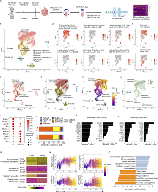 Diversity in structural cells and altered nutrient absorption uncovered. (A) Schematic of the experimental pipeline. C57BL/6J mice were fed on chow diet and HFHS diet for 8 wk before dissection and small intestines were isolated. Cells from epithelium layer were sorted for CD45.2− live cells and analyzed using 10× Genomics Chromium droplet scRNA-seq. Cells were clustered via differential gene expression for further studies. EEC, enteroendocrine cell. (B) UMAP plot of IECs derived from a cohort of 10 chow diet mice and 10 HFHS diet mice, where individual points correspond to single cells. Cluster analysis yields seven distinct clusters comprising IECs. (C and D) Feature plots showing the mean expression of known marker genes for a particular cell type or state projected on UMAP. Average scores in each cell are indicated in color saturation. (C) Average scores of signature genes for cluster annotation of enterocyte, stem cell, goblet cell, Paneth cell, EEC, and tuft cell (genes indicated above each plot). (D) Average scores of signature genes cluster annotation of enterocyte on top of the villus or at the bottom of the villus (genes indicated in Tables S4 and S5). (E) Visualizing the predicted differentiation using CytoTRACE analysis of IECs. The color indicates the levels of CytoTRACE score from 1 (red, lowest levels of differentiation) to 0 (grey, highest levels of differentiation). Feature plots showing the CytoTRACE score projections on UMAP plot. (F) RNA-velocity analysis of IECs with velocity field projected onto the UMAP plot. Arrows show the local average velocity evaluated on a regular grid and indicate the extrapolated future states of cells. (G) Monocle analysis of the IECs. The color indicates pseudotime directionality projection on UMAP from the earliest (blue) to the latest (yellow). (H) Cell cycle analysis of the IECs. Predicted classification of each cell in either G2/M (red), S (blue), or G1 (green) phase was projected on UMAP. (I) Dot plot showing the top DEGs for the enterocyte (villus top) and enterocyte (villus bottom) populations depicted. Color saturation indicates the strength of average gene expression, whereas the dot size reflects the percentage of each cell cluster expressing the gene. Top, enterocyte (villus top); bottom, enterocyte (villus bottom). (J) Histogram showing the proportions of IECs derived from 10 chow diet mice and 10 HFHS diet mice. (K and L) IPA analysis of transcriptional upstream regulators (left) and secreted upstream regulators (right) of the transition from stem cell to enterocyte (villus bottom; K) or enterocyte (villus bottom) to enterocyte (villus top; L) based on DEGs. (M) Heatmaps of selected genes that are critical for the absorption of distinct nutrient classes. (N) Average scores of critical genes expression for the absorption of distinct nutrient classes (fat and cholesterol, amino acid, peptide, and carbohydrate) in each cell from stem cells in the crypt to the enterocytes on the top of the villus. Zonation of the cells along the villus length was profiled by the pseudotime trajectories from Monocle analysis from the earliest (blue) to the latest (yellow; Fig. 5 F). (O) KEGG pathway gene set enrichment analysis of DEGs between chow diet IECs and HFHS diet IECs, indicating the top six-most upregulated (top) and most downregulated signaling pathways (bottom) in response to the HFHS diet.