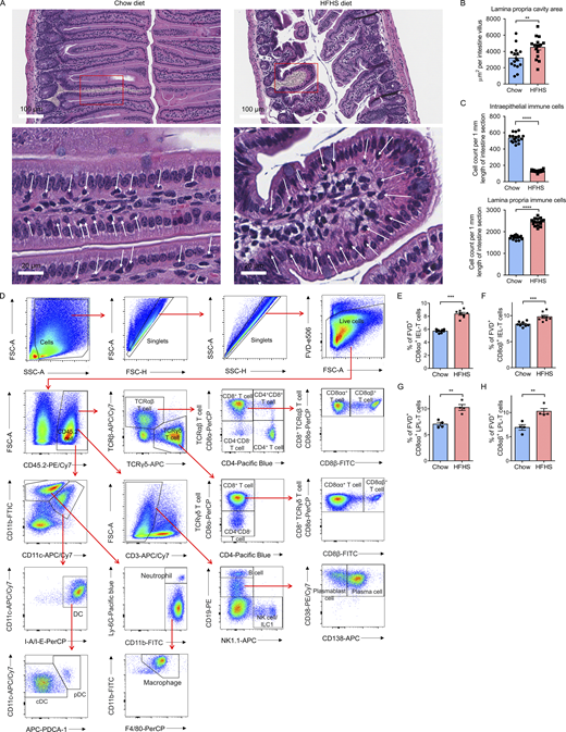 H&E staining of small intestines and gating strategy of scRNA-seq-defined CD45.2+intestinal cell populations and viability test in flow cytometry analysis. (A–C) H&E staining of small intestine ileum sections from 16 chow diet mice and 16 HFHS diet mice. (A) Representative images of H&E staining analysis of chow diet and HFHS diet intestine (100×, scale bars, 100 µm, upper panel; 500×, scale bars, 20 µm, lower panel). The yellow shadows in the upper panel indicate the lamina propria area. The white arrows indicate the intraepithelial immune cells in the magnified plots. (B) Histogram showing area calculation of average lamina propria area per intestine villus. (C) Histogram showing the cell counts of intraepithelial immune cells and lamina propria immune cells per 1 mm of the intestine along the intestine length. (D) Representative flow cytometry analysis gating strategy of scRNA-seq-defined intraepithelial immune cell and lamina propria immune cell populations (gated as FVD−CD45.2+ cells) in the intestine (Fig. 1, H–L). CD4+ TCRαβ T cell, CD45.2+TCRαβ+CD8α−CD4+; CD4+CD8+ TCRαβ T cell, CD45.2+TCRαβ+CD8α+CD4+; CD8αα+ TCRαβ T cell, CD45.2+TCRαβ+CD4−CD8α+CD8β−; CD8αβ+ TCRαβ T cell, CD45.2+TCRαβ+CD4−CD8α+CD8β+; CD4−CD8− TCRαβ T cell, CD45.2+TCRαβ+CD4−CD8α−; CD8αα+ TCRγδ T cell, CD45.2+TCRγδ+CD4−CD8α+CD8β−; CD8αβ+ TCRγδ T cell, CD45.2+TCRγδ+CD4−CD8α+CD8β+; CD4−CD8− TCRγδ T cell, CD45.2+TCRγδ+CD4−CD8α-; B cell, CD45.2+CD3−NK1.1−CD19high; plasma cell, CD45.2+ CD3−NK1.1−CD19lowCD38+CD138+; Plasmablast cell, CD45.2+ CD3−NK1.1−CD19lowCD38+CD138−; NK cell/ILC1, CD45.2+CD3−CD19−NK1.1+; cDC, CD45.2+CD11blowCD11chighI-A/I-EhighPDCA-1−; pDC, CD45.2+CD11blowCD11chighI-A/I-EhighPDCA-1+; neutrophil, CD45.2+CD11bhighCD11c-/lowLy-6Ghigh; macrophage, CD45.2+CD11bhighCD11c−/lowLy-6G-F4/80+. FVD, fixable viability dye; NK cell, natural killer cell; ILC, innate lymphoid cell; cDC, conventional dendritic cell; pDC, plasmacytoid dendritic cell. (E–H) C57BL/6J mice were fed on a chow diet or a HFHS diet for 8 wk and, following euthanasia, small intestines were isolated. Intraepithelial and lamina propria immune cells were purified and then subjected to flow cytometry analysis. To study cell viability, cells were stained with FVD followed by Fc blocking and surface marker staining. (E and F) Flow cytometry analyses of CD8αα+ IEL-T cells (E) and CD8αβ+ IEL-T cells (F) in chow diet and HFHS diet fed intestine (n = 8). (G and H) Flow cytometry analyses of CD8αα+ LPL-T cells (G) and CD8αβ+ LPL-T cells (H) in chow diet and HFHS diet fed intestine (n = 4). CD8αα+ T cells, CD45.2+CD3+CD4−CD8α+CD8β− cells; CD8αβ+ T cells, CD45.2+CD3+CD4−CD8α+CD8β+ cells. FVD, fixable viability dye. Representative of 5 (A–C) and 4 (D–H) experiments. All data are presented as the mean ± SEM. *P < 0.05, **P < 0.01, ***P < 0.001, and ****P < 0.0001 by Student’s t test (B, C, and E–H). Statistics are all two-sided. Source data are available for this figure: SourceData FS2.
