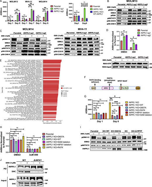 INPPL1 KO acts downstream of RAS to promote ERK reactivation and SHP099 resistance. (A)INPPL1 KO causes resistance to SHP099. Left: PrestoBlue assays of MOLM13, MOLM14, and MV4-11 cells, treated with 1, 2, or 2 µM SHP099, respectively. Right: Proliferation of parental MOLM13 cells, INPPL1 KO MOLM13 cells, and INPPL1 KO MOLM13 cells re-expressing WT INPPL1 in 1 µM SHP099. (B and C) Immunoblots of lysates from parental and INPPL1 KO MOLM13 (B), MOLM14 (C), and MV4-11 (C) cells treated with vehicle or SHP099 (1 µM) for 1 h; note increased activity of ERK pathway (pERK, pS6-235/6) in SHP099-treated INPPL1 KO cells. (D)INPPL1 KO causes increased RAS activation in MOLM13 cells. Cells were treated with vehicle (DMSO) or SHP099 (3 µM) for 1 h, and RAS-GTP was quantified by active RAS ELISA (Cytoskeleton). Luminescence at A490 nm was normalized to parental DMSO values. Lower panel shows RAS RBD-pulldown assays on MOLM13 cell lysates. (E) Top 50 significantly different MSigDB GO biological processes in INPPL1 KO vs. parental MOLM13 cells based on differentially expressed genes in RNAseq. (F) Domain structure of INPPL1 indicating mutants/deletions of functional domains assessed. (G) NPXY motif but not lipid phosphatase activity of INPPL1 is required to restore SHP099 sensitivity. WT INPPL1 and the indicated INPPL1 mutants were re-expressed in INPPL1 KO MOLM13 cells, and cell number after exposure to SHP099 (1 µM) for 8 d was inferred by PrestoBlue assays. (H) NPXY motif is dispensable for INPPL1 effects on RAS activation. WT INPPL1 and the indicated INPPL1 mutants were re-expressed in INPPL1 KO MOLM13 cells. Cells were treated with vehicle (DMSO) or SHP099 (3 µM) for 1 h, and RAS activation was assessed by ELISA. All readings are normalized to vehicle-treated parental MOLM13 cells. (I) NPXY motif is required for ERK regulation by INPPL1. Parental or INPPL1 KO MOLM13 cells reconstituted with the indicated mutants were treated with SHP099 (1 µM) for 1 h, and cell lysates were prepared and analyzed by immunoblotting with the indicated antibodies. (J) NPXY motif is required for SHC binding. INPPL1 KO MOLM13 cells were reconstituted with WT- or NPXY deleted-INPPL1 bearing a C-terminal Strep tag. Cells were treated with vehicle (DMSO) or SHP099 (1 µM) for 1 h, and INPPL1 was recovered on Strep-Tactin beads and analyzed by immunoblotting as indicated. All immunoblotting experiments were independently performed three times except for those in J, which were performed twice. *, P < 0.05; **, P < 0.01; ***, P < 0.001. Source data are available for this figure: SourceData F2.