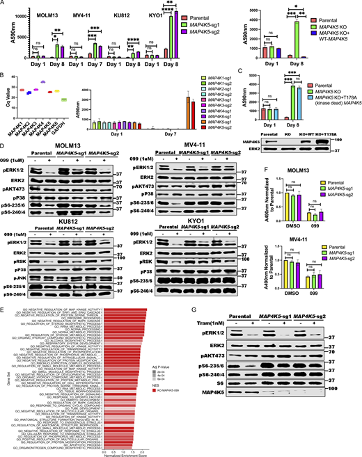 MAP4K5 KO promotes SHP099 resistance downstream of RAS in a kinase-dependent manner. (A)MAP4K5 KO causes SHP099 resistance. Left: PrestoBlue assays on MOLM13, MV4-11, KU812, or KYO1 cells treated with 1, 2, 5, or 10 µM SHP099, respectively. Right: PrestoBlue assays of parental MOLM13 cells, MAP4K5 KO MOLM13 cells, and MAP4K5 KO MOLM13 cells reconstituted with WT MAP4K5 in the presence of SHP099 (1 µM). (B) Deletion of MAP4K5, but not other MAP4K family members, causes resistance to SHP099 in MOLM13 cells. Left: All MAP4K family members are expressed in MOLM13 cells as detected by qRT-PCR. Right: Only MAP4K5 KO causes resistance to SHP099. MOLM13 cells with deletion of the indicated MAP4K family member gene were treated with SHP099 (1 µM) and assessed by PrestoBlue assay on day 7. (C) MAP4K5 requires kinase activity to restore SHP099 sensitivity. Top: Proliferation assays on parental MOLM13 cells, MAP4K5 KO MOLM13 cells, or MAP4K5 KO MOLM13 cells reconstituted with kinase-dead MAP4K5 (T178A) in the presence of 1 µM SHP099. Bottom: Immunoblot showing reconstitution of MAP4K5 KO MOLM13 cells with WT or kinase-dead (T178A) MAP4K5. The immunoblotting experiment was performed once. (D) Increased ERK pathway activity in SHP099-treated MOLM13, MV4-11, KU812, and KYO1 cells lacking MAP4K5. Cells were treated with SHP099 (1 µM) for 1 h, lysed, and analyzed by immunoblotting with the indicated antibodies. Experiments for each cell line were independently performed twice. (E) Top 50 significantly different MSigDB GO biological processes in SHP099-treated MAP4K5 KO vs. parental MOLM13 cells, based on differentially expressed genes from RNAseq. (F)MAP4K5 KO does not affect RAS activation in MOLM13 or MV4-11 cells. MOLM13 and MV4-11 cells were treated with vehicle (DMSO) or SHP099 (3 µM MOLM13, 5 µM MV4-11) for 1 h, lysed, and assessed for RAS activation by ELISA. (G) MAP4K5 regulates ERK activation upstream of MEK. Parental or MAP4K5 KO MOLM13 cells were treated with vehicle (DMSO) or the MEK inhibitor trametinib (1 nM) for 1 h, lysed, and analyzed by immunoblotting. Experiments were independently performed three times. *, P < 0.05; **, P < 0.01; ***, P < 0.001; ****, P < 0.0001. Source data are available for this figure: SourceData F3.