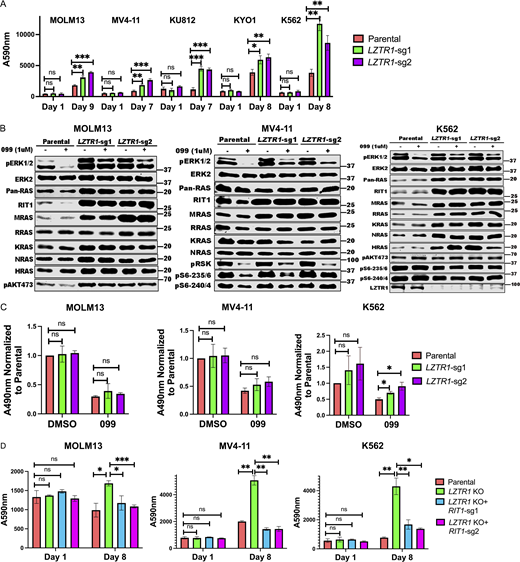 LZTR1 KO has cell context–dependent effects on RIT1 and/or RAS family members but promotes SHP099 resistance through RIT1. (A)LZTR1 KO cells are resistant to SHP099. PrestoBlue assays on parental and LZTR1 KO MOLM13, MV4-11, KU812, KYO1, or K562 cells in 0.5, 2, 5, 5 or 5 µM SHP099, respectively. (B) Cell context–dependent regulation of RIT and RAS family proteins by LZTR1. Parental and LZTR1 KO cells were treated with SHP099 (1 µM) for 1 h, lysed, and analyzed by immunoblotting with the indicated antibodies. Experiments for each line were independently performed for twice. (C)LZTR1 KO increases active RAS levels in K562 cells. MOLM13, MV4-11, and K562 cells were treated with vehicle (DMSO) or 3 µM (MOLM13) or 5 µM (other lines) SHP099 for 1 h, and RAS-GTP levels were assessed by ELISA. All readings were normalized to those of vehicle-treated parental cells for each line. (D)RIT1 KO restores sensitivity of LZTR1 KO cells to SHP099. Parental, LZTR1-KO, and LZTR1-KO plus RIT1-KO MOLM13, MV4-11, and K562 cells were treated with 0.5, 2, and 5 µM SHP099, respectively, for 8 d, and cell number was analyzed by PrestoBlue assay; *, P < 0.05; **, P < 0.01; ***, P < 0.001. Source data are available for this figure: SourceData F4.