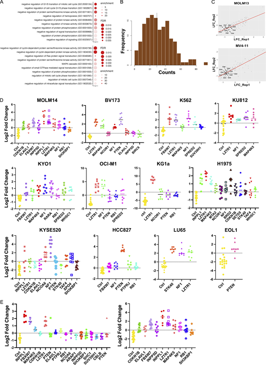 Focused CRISPR mini-screens identify genes conferring SHP099 resistance in 12 additional cell lines. (A) GO analysis of top 50 resistance genes from genome-wide MOLM13 (top panel) and MV4-11 (bottom panel) screens. Select pathways (colored red in Table S2) are shown. (B) sgRNA distribution in cloned CRISPR mini-library: 141/142 sgRNAs were detected. (C) Correlation between replicate CRISPR mini-screens of MOLM13 and MV4-11 cells. Log2-fold enrichment of each sgRNA is shown for treatment (SHP099 at 7× IC50 for each line) vs. vehicle (DMSO) groups at screen termination. All non-targeting sgRNAs (Ctrl) were depleted as expected. (D) Significantly enriched genes (FDR < 0.05) in CRISPR mini-screens of the indicated cancer cell lines. (E) Effect of SHP099 concentration on recovery of resistance genes in MOLM14 cells. Left: 5× IC50 (3 µM). Right: 7× IC50 (5 µM). Refer to the image caption for details.