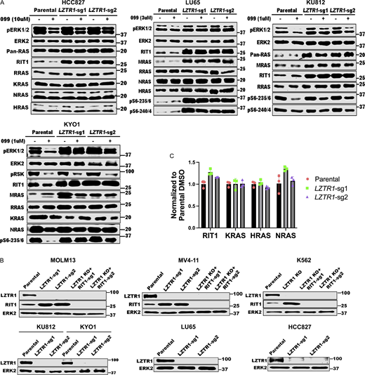 LZTR1 regulation of RAS family proteins is cell context dependent. (A)LZTR1 KO differentially affects RAS family protein levels in HCC827, LU65, KU812, and KYO1 cells. Experiments for each line were independently performed twice. (B) Immunoblots showing LZTR1 and RIT1 levels in the indicated cell lines used in Fig. 5, B and D. Experiments were independently performed once. (C) RIT1, KRAS, HRAS, and NRAS mRNA levels in K562 cells are not affected by LZTR1 KO. Source data are available for this figure: SourceData FS5.
