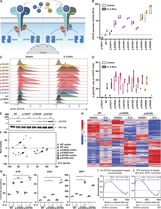 STAT6 variants lead to increased STAT6 activity in HEK293 cells and Jurkat T cells. (A) Schematic illustrating classical IL-4–mediated STAT6 activation, dimerization, and phosphorylation. (B) Luciferase assay of STAT6 activity on a plasmid containing a 4× STAT6 binding site (TTCCCAAGAA; the underlined bases represent two half-sites for STAT6-specific binding) for WT-, different STAT6 variant–transfected HEK293 cells before and after stimulation with IL-4 (0.02 ng/ml for 4 h); n = 3. (C) Phospho-STAT6 (Y641) expression in WT- and STAT6 variant–transfected HEK293 cells before and after treatment with IL-4 (10 ng/ml for 30 min). Gating strategy for pSTAT6+ cells can be found in Fig. S3 C. (D) Quantification of C; n = 4. (E) Immunoblot in HEK293 cells transfected with WT-, inactive- (p.Y641F), p.P643R-, and p.D419G-STAT6 variants for pSTAT6, and Myc-tag before and after treatment with IL-4 (10 ng/ml for 30 min); n = 3. Full-length immunoblot for this can be found in Fig. S3, D and E. (F) Principal component analysis (PCA) comparing unstimulated and stimulated (100 ng/ml IL-4 for 4 h) WT (green), p.E382Q (blue), and p.D419G (purple) STAT6-transduced Jurkat T cells. Individual symbols represent technical replicates of one transduced pool for each genotype. PC1 and PC2 contribution is shown in brackets. (G) Normalized counts comparing stimulated WT (green) vs. p.E382Q (blue) or p.D419G (purple), for IL4R, CISH, and XBP1. (H) Heatmap representation of normalized counts of a transcription set defined as IL-4 targets in transduced Jurkat T cells. (I and J) Asterisk indicates adjusted P value <0.05. GSEA plots for (I) curated STAT6 target genes comparing WT vs. either p.E382Q (blue) or p.D419G (purple) at baseline, or (J) IL-4-TH2 targets genes comparing WT vs. either p.E382Q (blue) or p.D419G (purple) after stimulation with IL-4. Normalized enrichment score and adjusted P value are shown. Source data are available for this figure: SourceData F3. Refer to the image caption for details.