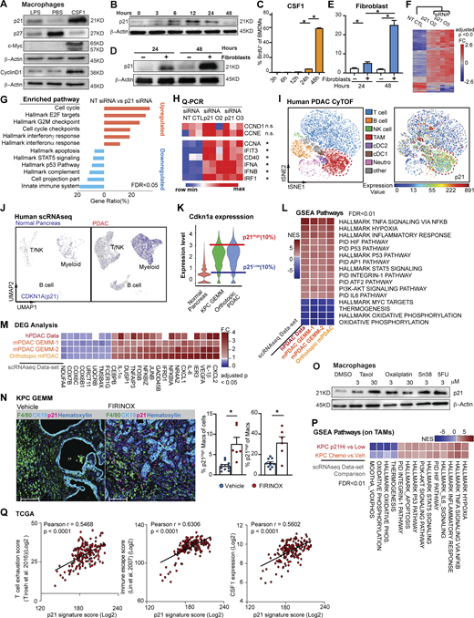The p21 cell cycle–dependent kinase inhibitor is induced by CSF1 and regulates the macrophage phenotype. (A) Immunoblots of p21, p27, c-Myc, and cyclinD1 in BMDMs after treatment with 100 ng/ml of LPS or CSF1 for 24 h. The experiments were repeated three times. (B and C) Immunoblot displaying p21 expression in BMDMs following 4 ng/ml CSF1 treatment at time 0 with quantification of BrdU+ BMDMs shown in C. BrdU was added at time 0 and pulsed until harvest. BMDMs were starved without CSF1 overnight. (D) Immunoblot displaying p21 expression in BMDMs combined with fibroblasts in transwell assays at time 0. BMDMs were starved without CSF1 overnight. (E) Bar plot displaying the quantification of BrdU+ BMDMs in a transwell assay, as in D. (F) Heat map displaying the microarray analysis of DEGs between non-target siRNA–treated or siRNA targeting for p21–treated BMDMs cultured in tumor-conditioned medium for 24 h; n = 3 per group. Genes were filtered with adjusted P < 0.05 and fold-change > or <1.5. (G) Bar graph displaying top overrepresentation analysis of DEGs in F to known biological functions (GO, KEGG, Reactome, and MSigDB) with an FDR < 0.05. (H) Heat map displaying qPCR analysis of gene expressions of cell cycle and IFN-related genes between non-target siRNA–treated or siRNA targeting for p21–treated BMDMs cultured in tumor-conditioned medium for 24 h; fold-change >1.5, n = 3/group of the comparison. (I) Representative t-SNE plot displaying major cell types from CyTOF analysis of a human PDAC patient (same as in Fig. 1 D) with macrophages circled in red and p21 expression. (J) UMAP displaying CDKN1A gene expression in CD45+ cells from the human PDAC scRNAseq dataset (Peng et al., 2019) with annotation of key cell types. (K) Violin plot showing the expression levels for p21 gene in macrophage clusters from integrated scRNAseq analyses of the mouse normal pancreas and pancreatic tissue from KPC GEMMs and orthotopic KP-2 tumor-bearing mice. Representative lines were drawn for two groups of stratified macrophages based on the top 10% of p21 expression and bottom 10% of p21 expression. (L) Heat map of net enrichment score (NES) of shared enriched pathways identified by GSEA analysis comparing the two groups of macrophages (p21High vs. p21Low) in human PDAC scRNAseq dataset (Peng et al., 2019), KPC GEMMs (Hosein et al., 2019) and orthotopic scRNAseq data. Enriched pathways were selected by FDR < 0.01. (M) Heat map displaying the shared DEGs when comparing p21High to p21Low TAMs in each dataset with adjusted P < 0.05 and fold-change >1.2 or <0.8. p21High signature score was created utilizing filtered DEGs with fold-change >1.5 across three mouse scRNAseq datasets. (N) Representative mpIHC image displaying F4/80+ TAMs, CK19+ tumor cells, and p21+ cells in KPC GEMM treated with dimethyl sulfoxide or FIRINOX (i.v; 50 mg/kg 5-FU, 25 mg/kg irinotecan, 6.6 mg/kg oxaliplatin) for 24 h with quantification of p21+ TAMs as total cells and total TAMs on the right. Scale bars, 100 µm. (O) Immunoblots showing expressions of p21 in wild-type BMDMs after chemotherapeutics treatment for 24 h. (P) Heat map of NES of shared enriched pathways identified by GSEA analysis in comparing p21High to p21Low TAMs in KPC GEMM PDAC and in comparing chemotherapeutic-treated KPC GEMM PDAC to DMSO-treated KPC GEMM PDAC with FDR < 0.05. (Q) Correlation plots with Pearson coefficients (r) of p21 signature score vs. T cell exhaustion score (Tirosh et al., 2016), immune escape score (Lin et al., 2007), and CSF1 expression from TCGA PDAC PanCancer Atlas study (n = 180). All graphs are expressed as the mean ± SEM. *, P < 0.05. All in vitro assays and immunoblots are representative of two to three agreeing independent repeats unless otherwise specified. For comparisons between any two groups, Student’s two-tailed t-test was used, except for F and M where the Bonferroni correction was used and for L and P where the FDR was used. Source data are available for this figure: SourceData F4.
