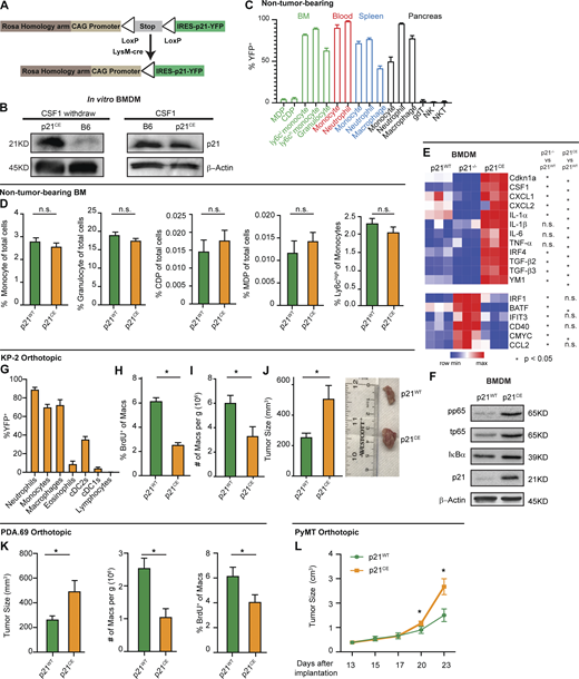 Expression of p21 drives tumor-promoting phenotypes in macrophages. (A) Genetic loci for the p21CE model. (B) Immunoblot for p21 expression in p21CE or B6-derived BMDMs with or without 10 ng/ml of CSF1 treatment for 24 h. Experiments were consistent in at least three independent repeats. (C) Bar plot displaying the percentage of YFP+ cells in non-tumor-bearing p21CE mice; n = 4. (D) Bar plot showing flow cytometry quantification of cellular composition in non-tumor-bearing bone marrow from p21CE and p21WT mice; n = 6–9 mice/group. Data were consistent in two independent repeats. (E) Heat map displaying gene expression analysis of BMDMs derived from non-tumor-bearing p21WT, p21−/−, and p21CE mice treated with 10 ng/ml of CSF1 for 24 h, by RT-qPCR; n = 3/group. Data was consistent from three independent repeats. (F) Immunoblots for phos-p65, total p65, IκB, and p21 expression in p21CE or p21WT BMDMs after withdrawing CSF1 overnight. Data were consistent in four independent repeats. (G) Flow cytometry quantification of YFP+ cells in p21CE mice bearing orthotopic KP-2 tumors; n = 6–7 mice. (H and I) Quantification of BrdU+ macrophages and density of macrophages in tumors of p21CE and p21WT mice; n = 6–7 mice/group. Data were pooled across multiple independent experiments. (J) Bar plot displaying the tumor sizes in p21CE and p21WT mice, 21–27 d following orthotopic implantation of KP-2 tumor cells; n = 8–10 mice/group. Data were pooled from multiple independent experiments. (K) Bar plot displaying tumor sizes, density of macrophages, and quantification of BrdU+ macrophages from p21CE and p21WT mice, 21–23 d after the orthotopic implantation of the PDA.69 cell line; n = 8–10 mice/group. Data were pooled from multiple agreeing and independent experiments. (L) Caliper measurement of orthotopic PyMT in p21WT and p21CE mice; n = 6–8 mice/group. All graphs are expressed as the mean ± SEM. *, P < 0.05. All in vitro assays are representative of two to three agreeing independent repeats unless otherwise specified. For comparisons between any two groups, Student’s two-tailed t test was used. Source data are available for this figure: SourceData F5. Refer to the image caption for details.