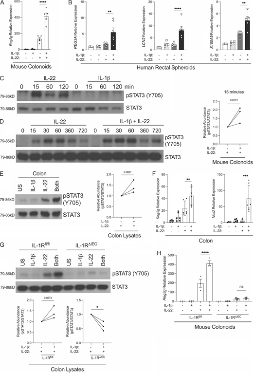 IL-1β synergizes with IL-22 to drive an antimicrobial gene program by enhancing phosphorylation of STAT3. (A) IL-1β synergizes with IL-22 for Reg3g expression in mouse organoids. Gene expression was quantitated by qPCR of Reg3g in colonoids derived from WT mice after a 12-h stimulation by IL-1β (100 ng/ml), IL-22 (1 ng/ml), or a combination of both. Data represent five independent experiments (n = 5 mice per group). (B) IL-22R and IL-1R signaling synergize in human rectal spheroids to influence antimicrobial gene expression. Indicated gene transcripts were quantitated by qPCR in rectal derived spheroids from six independent healthy human donors stimulated for 12 h using IL-1β (100 ng/ml), IL-22 (1 ng/ml), or a combination of both. Data represent two independent experiments. (C) Western blot analysis of pSTAT3 and total STAT3 protein of whole cell lysates from colonoids stimulated with IL-22 (1 ng/ml) or IL-1β (100 ng/ml) for indicated periods of time. (D) Left: IL-1β synergizes with IL-22 to enhance phosphorylation of STAT3. Western blot analysis of pSTAT3 and total STAT3 protein from whole cell lysates of colonoids stimulated by IL-22 (1 ng/ml) or IL-22 (1 ng/ml) + IL-1β (100 ng/ml) for indicated amount of time. Right: Densitometry of Western blots calculated at the 15-min time point represents three independent experiments, and relative abundance is normalized to the IL-22 alone treatment condition. (E and G) IL-1β enhances STAT3 phosphorylation in vivo. Western blot analysis of pSTAT3 and total STAT3 protein of whole cell lysates from colons of (E, left) WT, (G, top) IL-1Rfl/fl, or IL-1RΔIEC mice injected i.p. with IL-1β (100 ng/mouse), IL-22 (50 μg/mouse), or both for 30 min. Densitometry of Western blots represents three independent experiments done on organoids derived from biological triplicates or tissues from three independent mice, and relative abundance is normalized to the IL-22 alone treatment condition (E, right; G, bottom). (F) Indicated gene transcripts were quantitated by qPCR of the colon of WT mice injected with IL-22 (50 μg/mouse) or IL-22 + IL-1β (100 ng/mouse) for 1 h. (H) Expression of Reg3g quantitated by qPCR following IL-1β (100 ng/ml), IL-22 (10 pg/ml), or IL-22 + IL-1β stimulation of mouse colonoids derived from IL-1Rfl/fl or IL-1RΔIEC mice for 12 h. pSTAT3 represents the phosphorylation of Y705 of STAT3. (C–G) Data represent at least three independent experiments (n = 3 mice per group). (H) Data represent two independent experiments (n = 3 mice per group). Error bars indicate ± SEM. *P < 0.05, **P < 0.01, ***P < 0.001, and ****P < 0.0001. (A, B, F, and H) One-way ANOVA. (D, E, and G) Unpaired t tests. US = unstimulated. Source data are available for this figure: SourceData F3. Refer to the image caption for details.