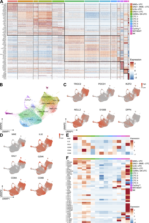 Annotation of the UTC clusters in CB. (A) Heatmap showing the expression of the top 10 differentially expressed genes per defined cluster in CB. Recurrent genes are not repeated. The genes are listed in Table S3. (B) UMAP visualization of the 13 identified cell clusters in CB. (C) UMAP feature plots representing discriminating genes between the UTC and CTC clusters. (D) UMAP feature plots representing differentially expressed genes used to annotate the different UTC clusters. (E) Heatmap showing the mean expression of the UTC signature genes in the different clusters in CB. (F) Heatmap showing the mean expression of characteristic UTC genes in the different clusters in CB. Refer to the image caption for details.