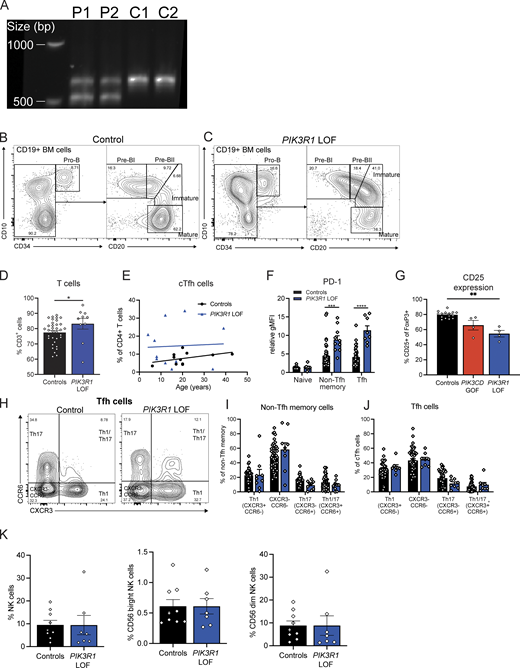 Extended phenotyping of PIK3R1 LOF patients. (A) PCR for exon 11 flanking region of PIK3R1 was performed on cDNA from healthy donors (C1, 2) and PIK3R1 LOF PBMCs (P1, 2). (B and C) Mononuclear cells isolated from BM aspirates of healthy donors (n = 9), PIK3R1 LOF (n = 2), PIK3CD GOF (n = 3), and X-linked agammaglobulinemia (n = 1) patients were stained to identify distinct B cell subpopulations. Contour plots show CD34 versus CD10 staining used to identify pro-B cells in (B) a representative healthy donor and (C) a PIK3R1 LOF patient. B cells were further analyzed by CD10 and CD20 to identify pro-B, pre-BI, pre-BII, immature, and recirculating mature B cells. (D–J) PBMCs from healthy controls (n = 11–42) and PIK3R1 LOF patients (n = 4–10) were stained to determine (D) proportion of T cells (CD3+) within the lymphocyte population, (E) percentage of cTfh cells at different ages, (F) expression of PD-1 on naïve, non-Tfh memory, and Tfh cells. The CD4+ T cell compartment was also analyzed for percentage of (G) CD25+ cells within the CD4+FoxP3+ Treg population. (H) CXCR3 vs. CCR6 gating on Tfh cells from a representative healthy control and PIK3R1 LOF patient. (I and J) Graphs show proportions of cells with a Th1 (CXCR3+CCR6−), CXCR3−CCR6−, Th17 (CXCR3−CCR6+), Th1/Th17 (CXCR3+CCR6+) phenotype within the (I) non-Tfh memory and (J) Tfh populations in controls and PIK3R1 LOF patients. (K) The proportion of total natural killer (NK) cells and CD56 bright and CD56 dim NK cells. Each point represents a different individual, bars give mean ± SEM. Statistical significance was determined by Mann–Whitney test except G, which used a Kruskal–Wallis test, *P < 0.05, **P < 0.01, ***P < 0.001, ****P < 0.0001. Source data are available for this figure: SourceData FS1.