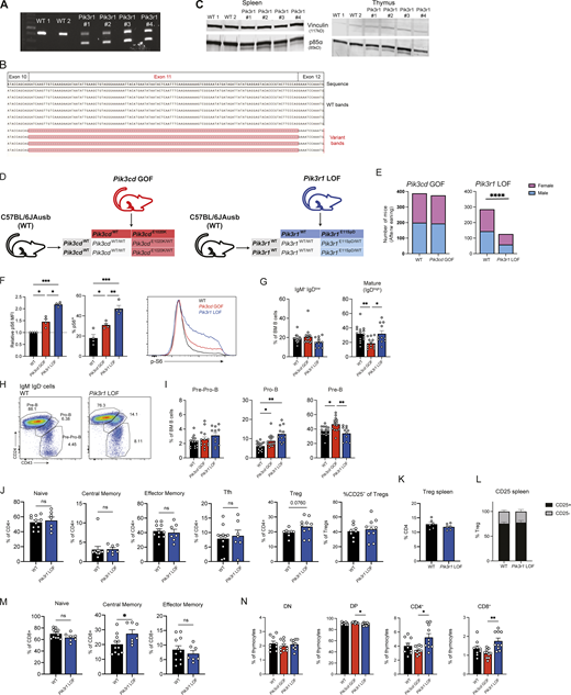 Generation and analysis of Pik3r1 LOF mice. (A) PCR for exon 11 flanking region of Pik3r1 was performed on cDNA from WT and Pik3r1 LOF splenocytes. (B) Lower bands from Pik3r1 LOF in A were sequenced to confirm deletion of exon 11. WT bands are shown for comparison. (C) Western blotting for p85α was performed on whole-cell lysates from WT and Pik3r1 LOF splenocytes or thymus. Vinculin is included as a loading control. (D–F) Offspring from Pik3cd GOF breeding pairs and Pik3r1 LOF breeding pairs were assessed for their genotype. (D) Setup of Pik3cd GOF and Pik3r1 LOF breeding pairs and expected genotypes of offspring—a 1:1 ratio of WT:mutant offspring is expected. (E) Numbers of WT, Pik3cd GOF, and Pik3r1 LOF offspring from their respective breeding pairs. Significant differences of observed versus expected were calculated using GraphPad Prism, ****P < 0.001. (F) Sorted follicular B cells were intracellularly stained for phosphorylated S6 at a resting state. Graphs show pS6 mean fluoresence intensity (MFI) normalized to WT levels, or % pS6+ cells for each genotype. Each point represents B cells isolated from a separate mouse, bars give mean ± SEM, n = 4. Histograms show representative expression of p-S6. (G–I) BM from young (9–12 wk) WT, Pik3cd GOF, and Pik3r1 LOF mice were stained to identify different B cell populations by flow cytometric analysis. (G) Percentages of IgM+ IgDlow, IgDhigh, and IgM− IgD− B cells. (H and I) Representative pseudocolor plots gated on IgM− IgD− cells and percentages of pre-pro (CD43high CD24low), pro (CD43mid CD24high), and pre (CD43low CD24high) B cells. Graphs in G–I show mean ± SEM, each point represents a different animal, n = 10–15 per group. Significant differences were determined by one-way ANOVA, *P < 0.05, **P < 0.01, ***P < 0.001. (J) Spleens from old (30–45 wk) WT and Pik3r1 LOF mice were stained to identify different lymphocyte populations by flow cytometric analysis. Percentages of naïve, central memory, effector memory, Tfh (n = 11 WT, 7 Pik3r1 LOF), and Treg CD4+T cells (mean ± SEM, n = 8 WT, 10 Pik3r1 LOF); each point represents a different animal; mean ± SEM are shown in bar graphs. (K–M) Spleens from young (9–12 wk) WT and Pik3r1 LOF mice were stained to identify Treg population (CD4+FoxP3+) or CD8+ T cells by flow cytometric analysis. (K) Frequencies of Tregs within CD4+T cells are shown. (L) Frequency of CD25+ and CD25− Treg populations are depicted in the graph. Graphs in show mean ± SEM, n = 6 per group, each point represents a different animal. (M) Spleens from old (30–45 wk) WT and Pik3r1 LOF mice were stained to identify different lymphocyte populations by flow cytometric analysis. Percentages of naïve, central memory, effector memory CD8+T cells shown in bar graphs. Mean ± SEM, n = 7–11. Significant differences were determined by unpaired Students t tests, *P < 0.05. (N) Thymic development was assessed in young (9–12 wk) WT, Pik3cd GOF, and Pik3r1 LOF mice. Bar graphs represent the frequencies of double negative (DN), double positive (DP), CD4+ single positive, and CD8+ single positive cells. Graphs show mean ± SEM, n = 9–10 per group. Significant differences were determined by one-way ANOVA, *P < 0.05, **P < 0.01. Source data are available for this figure: SourceData FS2. Refer to the image caption for details.