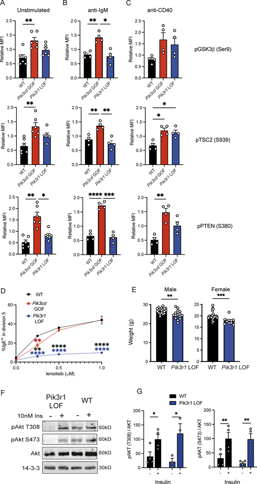 Extended phenotyping of Pik3r1 LOF mice. (A–D) Follicular B cells (B220+CD93−CD21highCD23high) were sorted from spleens of WT, Pik3cd GOF, and Pik3r1 LOF mice. (A–C) Cells were left unstimlated (A) or stimulated with αIg (B) or αCD40 (C) for 30 min. Total cell lysates were prepared and pGSK3β, pTSC2, and pPTEN was determined using the Milliplex MAP Total Akt/mTOR Magnetic Bead 11-Plex Kit. Values were normalized to mean values for each experiment. Each point represents an individual sorted B cell population from different mice, from at least three independent experiments, bars give mean ± SEM, n = 4–6. Significant differences were calculated by one-way ANOVA. (D) Cells were labeled with CellTrace Yellow and stimulated with αCD40+IL-4 for 4 d in the presence of DMSO (control) or various concentration of leniolisib as shown. Cells were then harvested and stained for IgE. The percentage of IgE+ switched cells in division 5 was plotted for each concentration of inhibitor. Graph shows mean ± SEM from two independent experiments. Significant differences were calculated by two-way ANOVA, **P < 0.01, ****P < 0.0001. (E) Mice were weighed at 9–10 wk of age. Each point indicates an individual animal, bars show mean ± SEM, male WT n = 20, Pik3r1 LOF n = 15, female WT n = 23, Pik3r1 LOF n = 10. Significant differences were determined by Mann–Whitney, **P < 0.01, ***P < 0.001. (F and G) Epidydimal white adipose explants from Pik3r1 LOF and littermate WT control were treated with PBS or 10 nM insulin for 20 min. (F) Representative Western blot of protein expression for total Akt, phosphorylated Akt (pAkt T308 and pAkt S473), and loading control (14-3-3) in response to ±10 nM insulin. (G) Quantification of Western blots (F) of phosphorylated Akt (T308 and S473) normalized to total Akt levels. Each point represents a different mouse, bars represent means ± SEM (n = 3–4 animals per condition). Source data are available for this figure: SourceData FS4. Refer to the image caption for details.