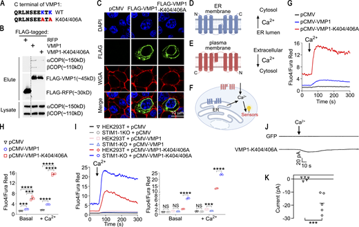 VMP1 promotes Ca2+transport across membranes. (A) C-terminal amino acid sequence of VMP1. Lysine residues in the Golgi-to-ER retrieve motif are labeled in blue and the mutated alanine was labeled in red. (B) The interactions between RFP, VMP1, or VMP1-K404/406A with COPI were examined by coimmunoprecipitation. Irrelevant lanes were removed and a dash line is shown. (C) Subcellular localization of FLAG-tagged (N-terminal) VMP1 and VMP1-K404/406A was examined by immunofluorescence. Plasma membrane was labeled by WGA. (D) Putative topology of VMP1 on ER. (E) Putative topology of VMP1-K404/406A on plasma membrane. (F) An illustration of Ca2+ transport mediated by VMP1 on ER and VMP1-K404/406A on plasma membrane. (G and H) Ca2+ influx in HEK293T cells transfected with empty vector, VMP1, or VMP1-K404/406A was measured by flow cytometry with 8 mM CaCl2. (I) Ca2+ influx in HEK293T or STIM1-KO HEK293T cells transfected with empty vector, VMP1, or VMP1-K404/406A was measured by flow cytometry with 8 mM CaCl2. (J and K) Whole-cell patch-clamp traces of STIM1-KO HEK293T cells transfected with pCMV-GFP or pCMV-VMP1-K404/406A. Final concentration of 20 mM CaCl2 was added to bath solution. The holding potential was −100 mV. (B and C) Representative data from one of three independent experiments. (G–I) Representative plots and statistics from one of three independent experiments. (J and K) Representative plots and statistics from one of five independent experiments; n = 3 in H and I, n = 5 in K. Each symbol represents one sample; data represent mean ± SEM, two-way ANOVA in H and I, two-tailed unpaired t test in K; *** <0.001, **** <0.0001. Source data are available for this figure: SourceData F2. Refer to the image caption for details.