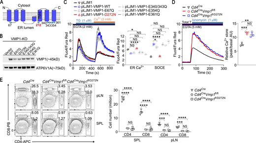 Aspartic acid 272 of VMP1 is critical for its regulation of ER Ca2+release and naive T cell survival. (A) Putative topology of VMP1 protein. Negatively charged amino acids on the ER lumen side that are also close to a transmembrane segment are indicated, including E67, D272, E340/343, E354, and E361. (B) VMP1-KO HEK293T cells were transfected with indicated plasmids. The expression of VMP1 and mutants was examined by immunoblot. (C) VMP1-KO HEK293T cells were transfected with indicated plasmids. ER Ca2+ and SOCE were measured by flow cytometry. (D) ER Ca2+ stored in T cells from mice with indicated genotypes was examined by flow cytometry. (E) Representative flow cytometry plots and absolute number of T cells in spleen (SPL) and peripheral lymph nodes (pLN) from mice with indicated genotypes. Mice were 4–6 wk old. T cell number of Cd4Cre and Cd4CreVmp1fl/fl mice were from the same mice in Fig. 3 C. (B) Representative blots from one of two independent experiments. (C) Representative plots and statistics from one of three independent experiments. (D and E) Representative plots and statistics from one of two independent experiments. n = 3 in C, n = 3 mice per genotype in D, n = 3–4 mice per genotype in E; each symbol represents one sample or an individual mouse; data represent mean ± SEM, two-way ANOVA in C, one-way ANOVA in D and E; * <0.05, ** <0.01, *** <0.001, **** <0.001. Source data are available for this figure: SourceData F4. Refer to the image caption for details.