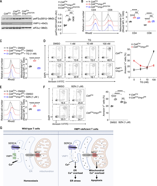 ER Ca2+overload in VMP1-deficient T cells results in ER stress and secondary Ca2+overload in mitochondria. (A) Immunoblot analysis of peIF2α-S51, eIF2α, and VMP1 in total T cells freshly isolated from mice with indicated genotypes. Each lane represents an individual mouse. (B) Mitochondrial Ca2+ in T cells from mice with indicated genotypes was examined by flow cytometry with Rhod2. (C) CD4 T cells from mice with indicated genotypes were treated with DMSO or thapsigargin (TG; 1 nM) for 1 h. Mitochondrial Ca2+ was measured by flow cytometry with Rhod2. (D) CD4 T cells from mice with indicated genotypes were treated with DMSO or indicated concentrations of TG for 6 h; apoptosis was measured by flow cytometry. (E) CD4 T cells from mice with indicated genotypes were treated with DMSO or BZN (1 μM) for 1 h and mitochondrial Ca2+ was measured by flow cytometry with Rhod2. (F) CD4 T cells from mice with indicated genotypes were treated with DMSO or BZN (1 μM) for 6 h; apoptosis was measured by flow cytometry. (G) A model of VMP1 prevention of Ca2+ overload in ER and mitochondria. The balanced activities of VMP1 and SERCA determine the basal level of ER Ca2+ in T cells under steady state. In VMP1-deficent T cells, Ca2+ overload causes ER stress and secondary Ca2+ overload in mitochondria via MCU, which induces cell death. (A) Representative blots and statistics from one of two independent experiments. (B, C, and E) Representative plots and statistics of Rhod2 mean fluorescence intensity from one of two independent experiments. (D and F) Representative plots and statistics from one of three independent experiments. n = 3 mice per genotype in A, B, D, and E, n = 4 mice per genotype in C and F; each symbol represents an individual mouse; data represent mean ± SEM, one-way ANOVA in A–C and E, two-way ANOVA in F; ** <0.01, **** <0.001. Source data are available for this figure: SourceData F5. Refer to the image caption for details.