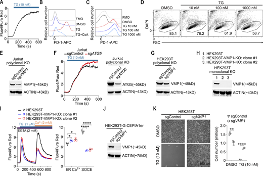 Additional supporting data related toFig. 1. (A) SOCE in thapsigargin (TG)-treated Jurkat cells was measured by flow cytometry. (B) Jurkat cells were treated with DMSO, TG (10 nM), or TG (10 nM) plus CsA (1 μM) for 48 h. The expression of PD-1 was examined by flow cytometry. Mean fluorescence intensities of PD-1 staining are shown; FMO is unstained control. (C) Jurkat cells were treated with DMSO or indicated concentrations of TG for 48 h. PD-1 expression was examined. Mean fluorescence intensities of PD-1 staining are shown; FMO is unstained control. (D) Jurkat cells were treated as in C. The percentage of live cells was determined by flow cytometry with DAPI staining. (E) The expression of VMP1 in Jurkat cells expressing indicated sgRNAs and Cas9 was analyzed by immunoblot. (F) TG-induced Ca2+ influx in Jurkat cells expressing indicated sgRNA and Cas9 was examined by flow cytometry, and the expression of ATG5 was analyzed by immunoblot. (G) The expression of VMP1 in HEK293T cells expressing indicated sgRNAs, and Cas9 was analyzed by immunoblot. (H) Validation of monoclonal VMP1-KO HEK293T cells by immunoblot. (I) ER Ca2+ and SOCE in VMP1-KO cells were examined by flow cytometry. (J) The expression of VMP1 in HEK293T-G-CEPIA1er cells expressing indicated sgRNAs and Cas9 was analyzed by immunoblot. (K) 1 × 105 HEK293T cells expressing indicated sgRNAs and Cas9 were plated in 12-well plates. 24 h later, cells were treated with DMSO or TG (10 nM) for another 48 h. (A–D and F) Representative plots from one of three independent experiments. (E–H and J) Representative blots from one of two independent experiments. (I and K) Representative plots and statistics from one of three independent experiments. n = 3 in I and K. Each symbol represents one sample; data represent mean ± SEM, one-way ANOVA in I, two-tailed unpaired t test in K; * <0.05, ** <0.01, **** <0.001. Source data are available for this figure: SourceData FS1.