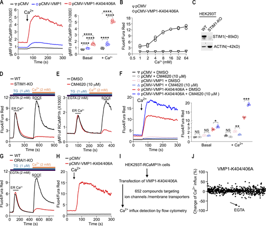 Additional supporting data related toFig. 2. (A) Ca2+ influx in HEK293T-RCaMP1h cells transfected with empty vector, VMP1, or VMP1-K404/406A was measured by flow cytometry with 8 mM CaCl2. (B) Ca2+ influx in HEK293T cells transfected with empty vector or VMP1-K404/406A was measured by flow cytometry with Fluo4/Fura Red at indicated concentrations of CaCl2. (C) The expression of STIM1 in WT and STIM1-KO HEK293T cells was examined by immunoblot. (D) ER Ca2+ and SOCE in WT and STIM1-KO HEK293T cells were measured by flow cytometry. (E) HEK293T-RCaMP1h cells were preincubated with DMSO or CM4620 for 30 min. ER Ca2+ and SOCE were measured by flow cytometry. (F) HEK293T cells were transfected with indicated plasmids. Cells were preincubated with DMSO or CM4620 for 30 min, then Ca2+ influx was measured by flow cytometry with 8 mM CaCl2. (G) ER Ca2+ and SOCE in WT and ORAI1-KO HEK293T cells were measured by flow cytometry. (H) ORAI1-KO HEK293T cells were transfected with indicated plasmids; Ca2+ influx was measured by flow cytometry with 8 mM CaCl2. (I) Strategy for screening of potential VMP1 inhibitor from a compound library targeting known ion channels/membrane transporters (HY-L011A from MCE; the information of library is available in Table S2). (J) HEK293T-RcaMP1h cells were transfected with pCMV-VMP1-K404/406A together with a BFP reporter. 24 h after transfection, cells were preincubated with each compound individually at the concentration of 20 μM for 30 min, then Ca2+ influx in BFP-high cells was measured by flow cytometry with 8 mM CaCl2. A summary of screening result is shown. EGTA was used as a positive control. (A and F) Representative plots and statistics from one of three independent experiments. (B, D, E, G, and H) Representative plots from one of three independent experiments. (C) Representative blots from one of two independent experiments. n = 5 in A, n = 3 in F; each symbol represents one sample; data represent mean ± SEM, two-way ANOVA in A and F; * <0.05, ** <0.01, *** <0.001, **** <0.001. Source data are available for this figure: SourceData FS2.